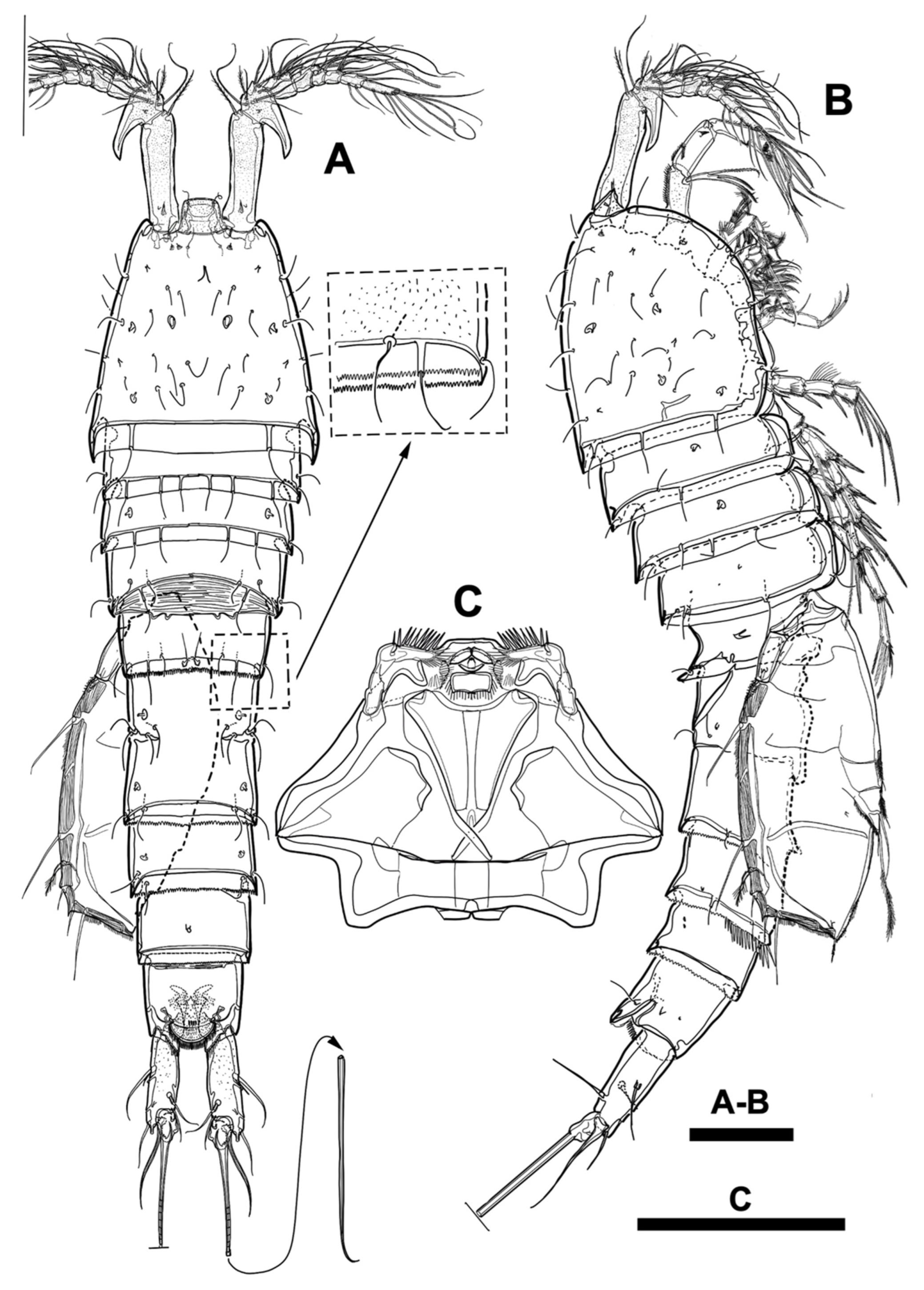 Diversity 15 00097 g007