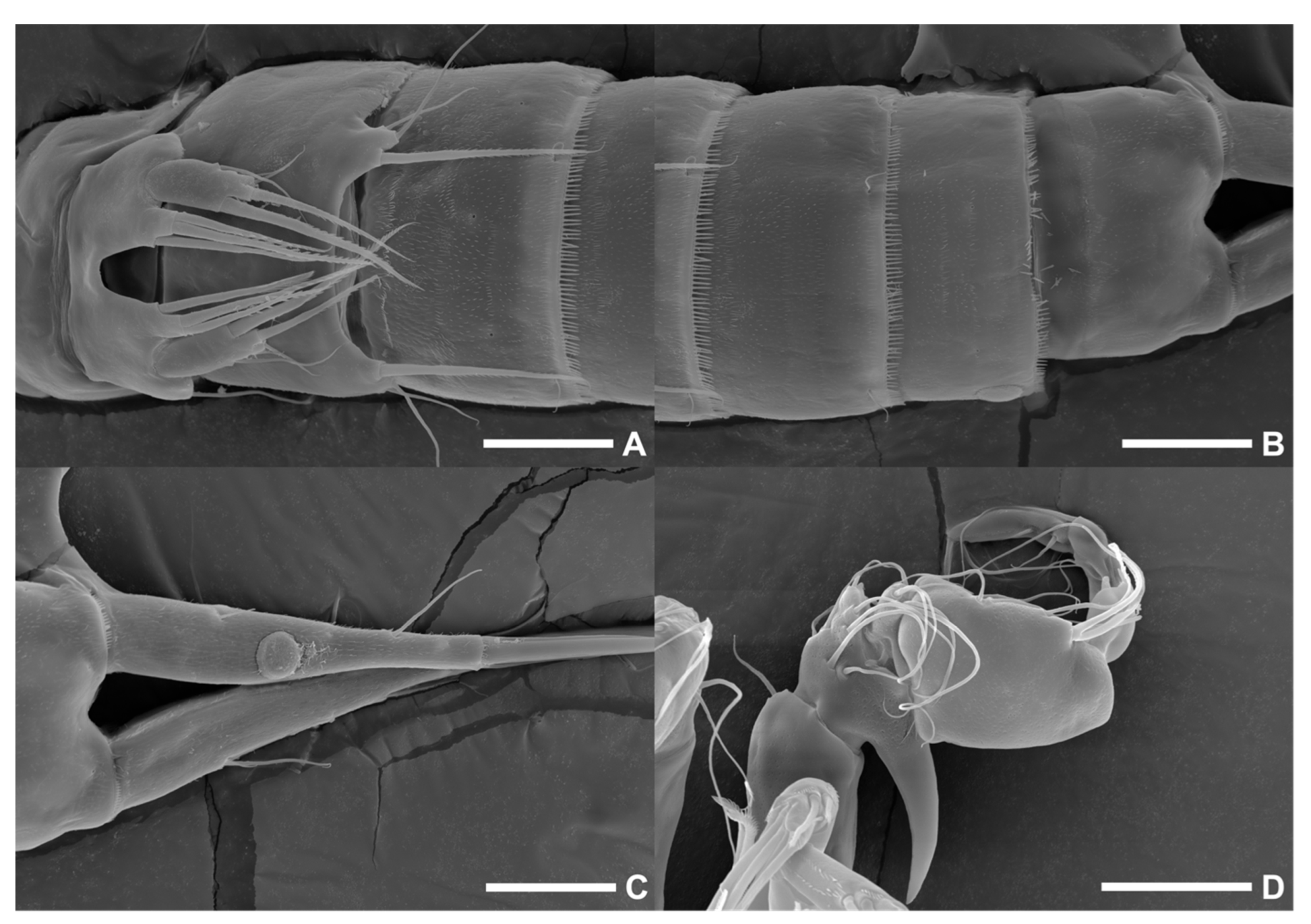 Diversity 15 00097 g016