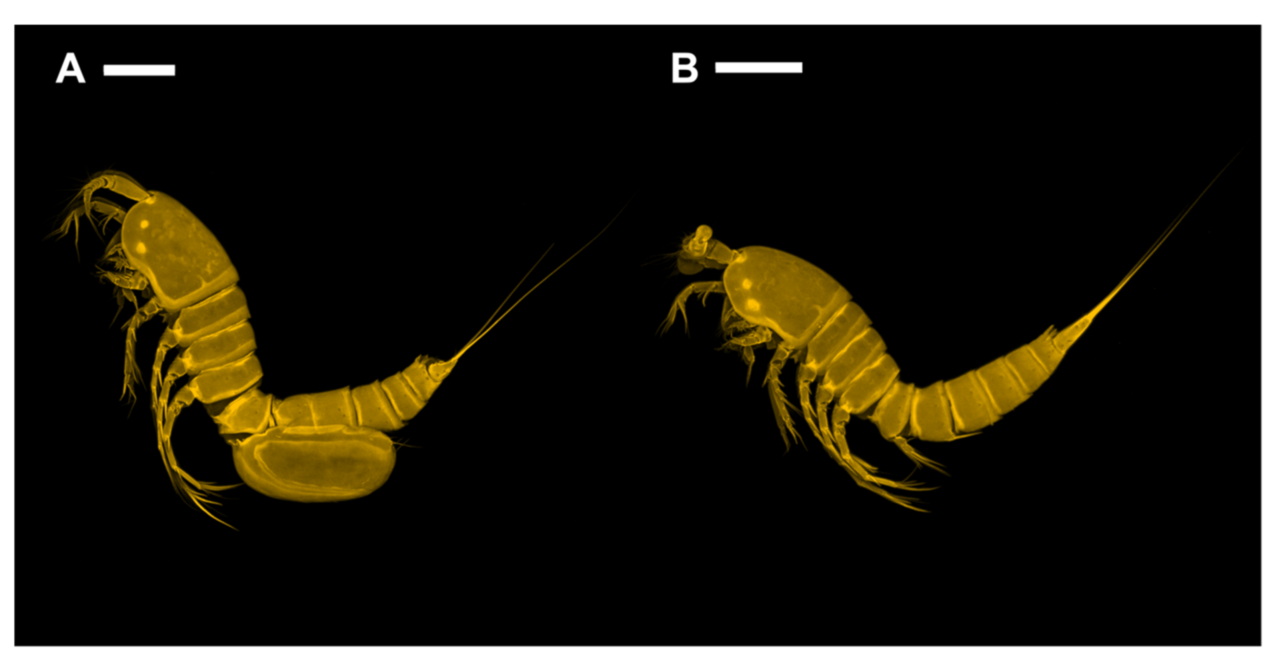 Diversity 15 00097 g020