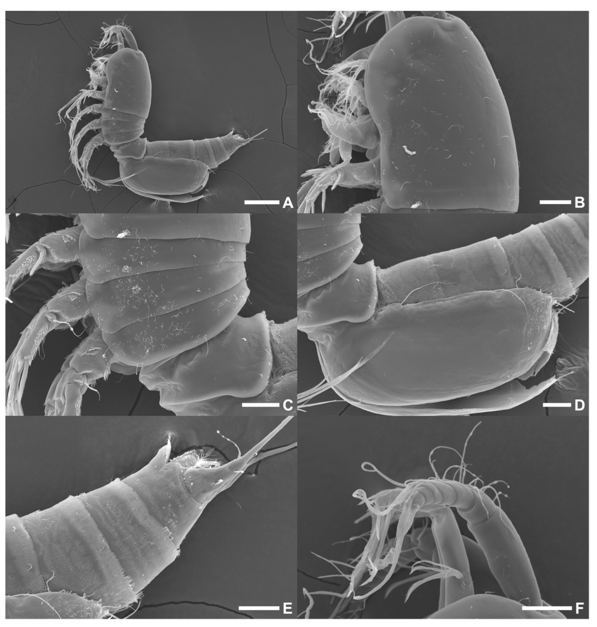 Diversity 15 00097 g022