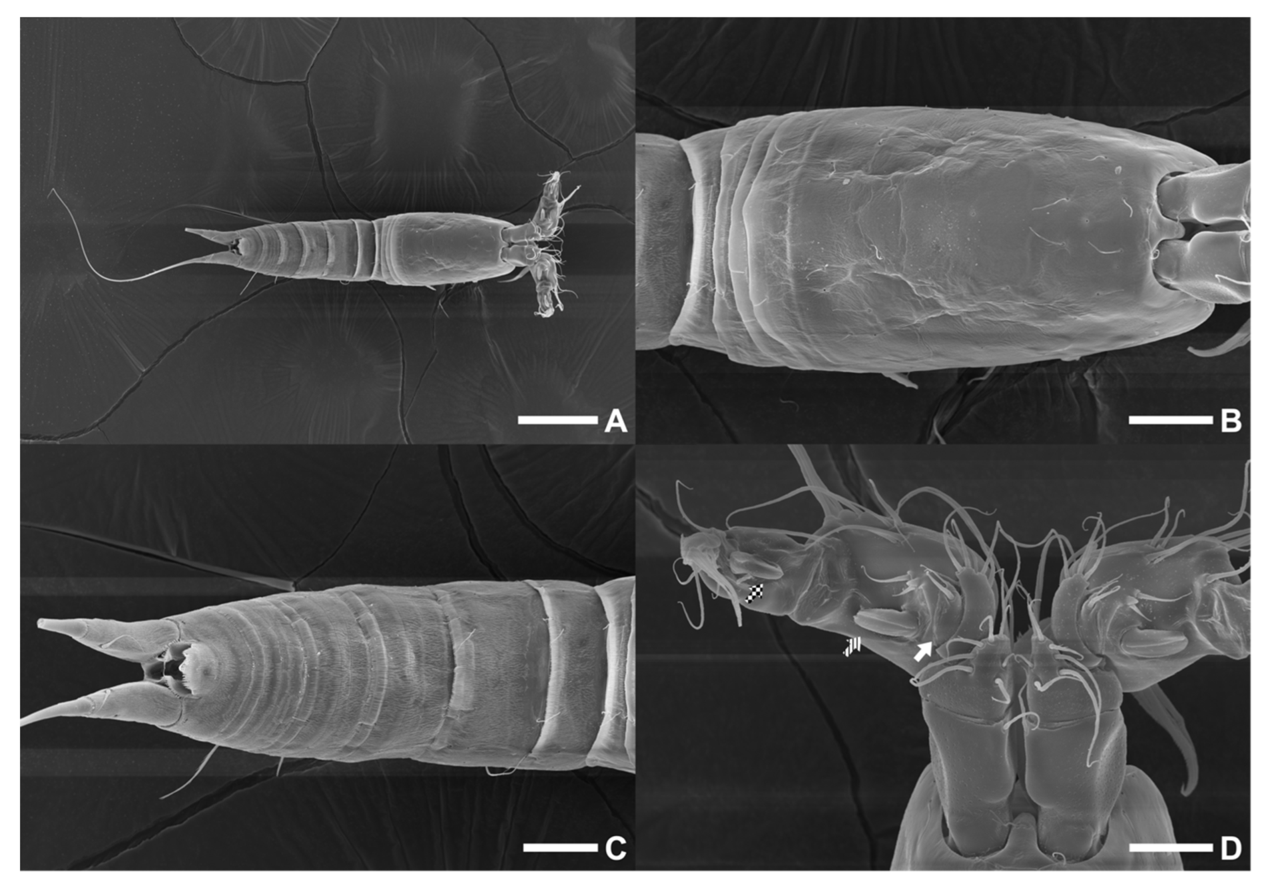 Diversity 15 00097 g031