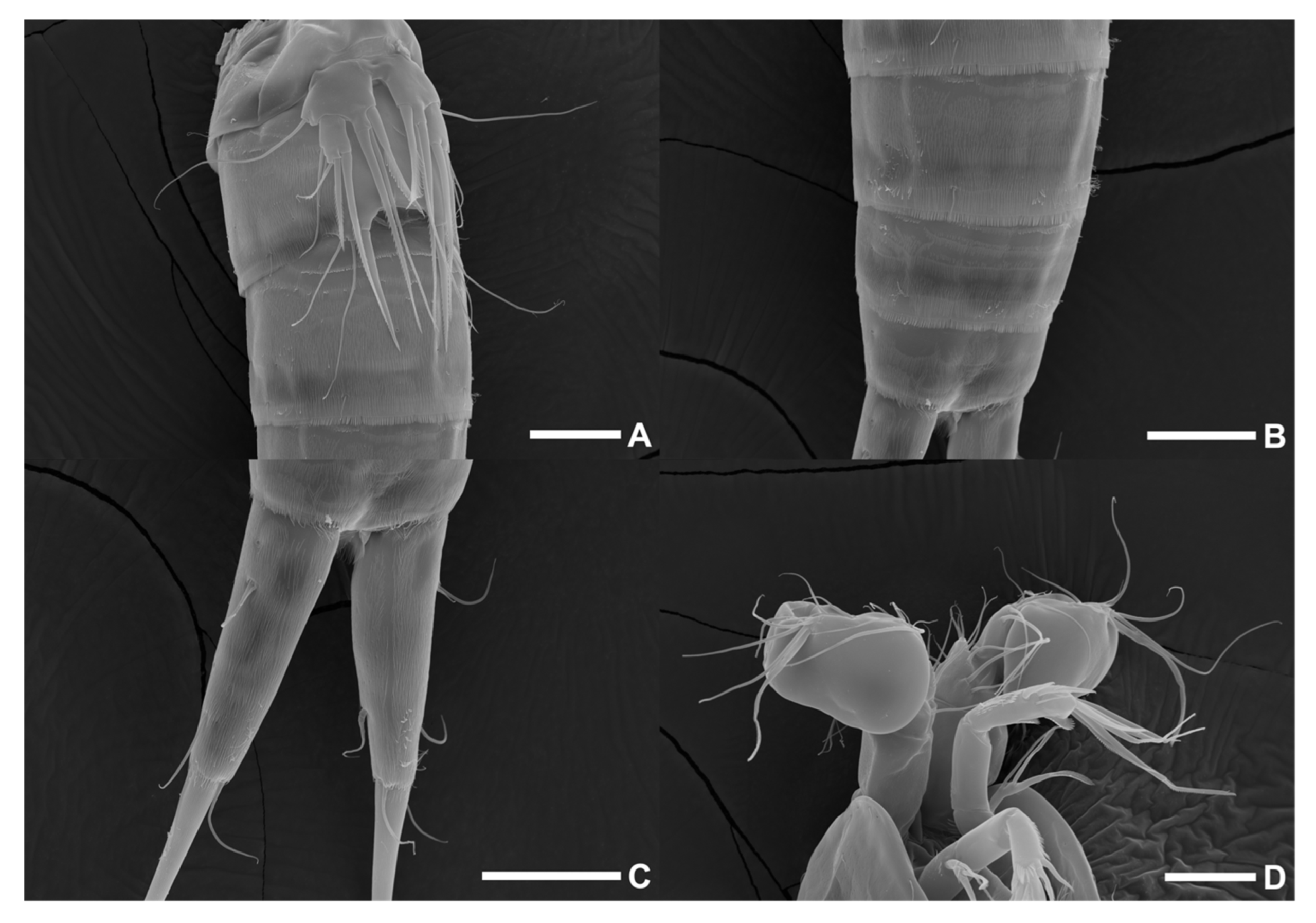 Diversity 15 00097 g033