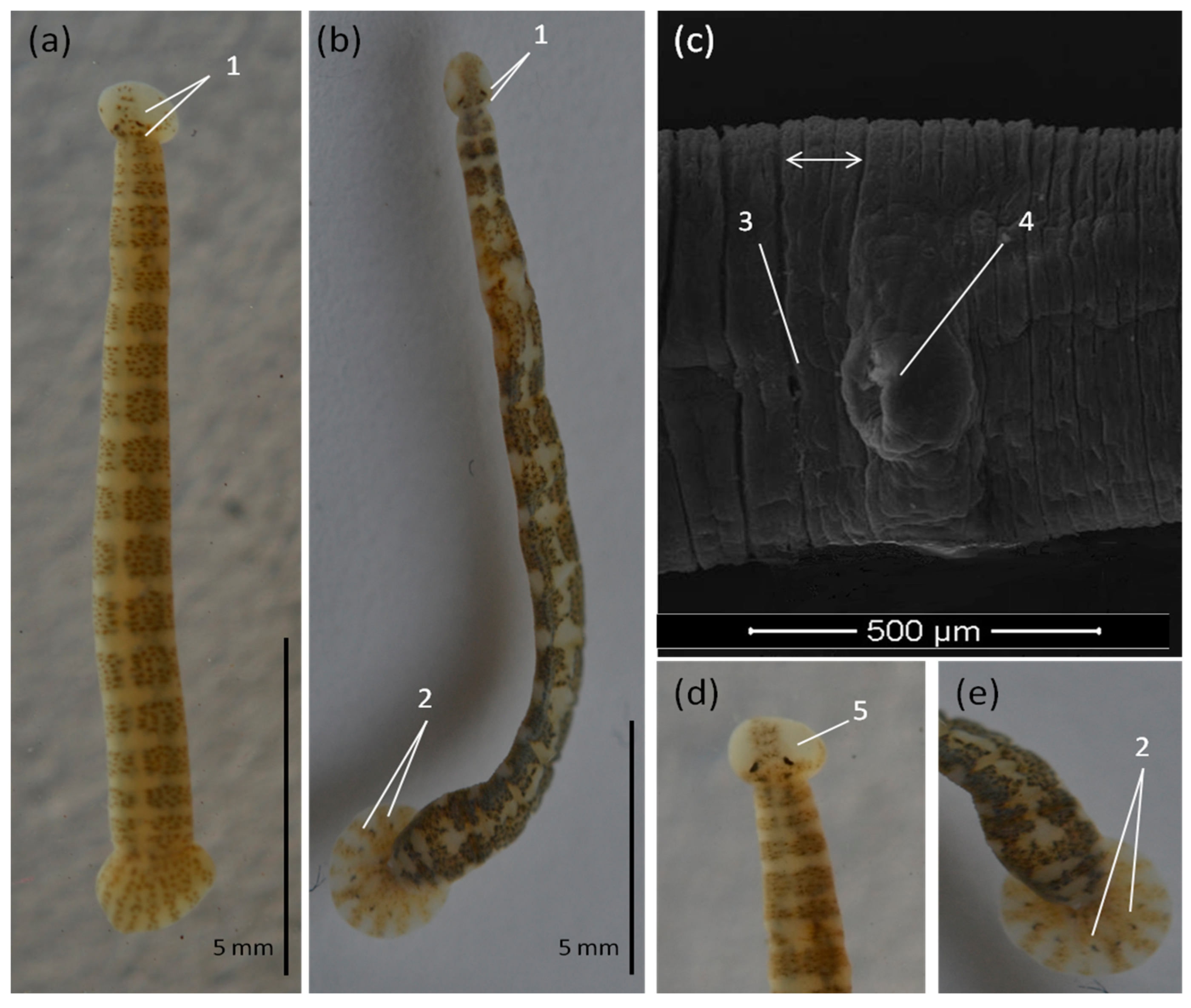 Diversity 15 00098 g003
