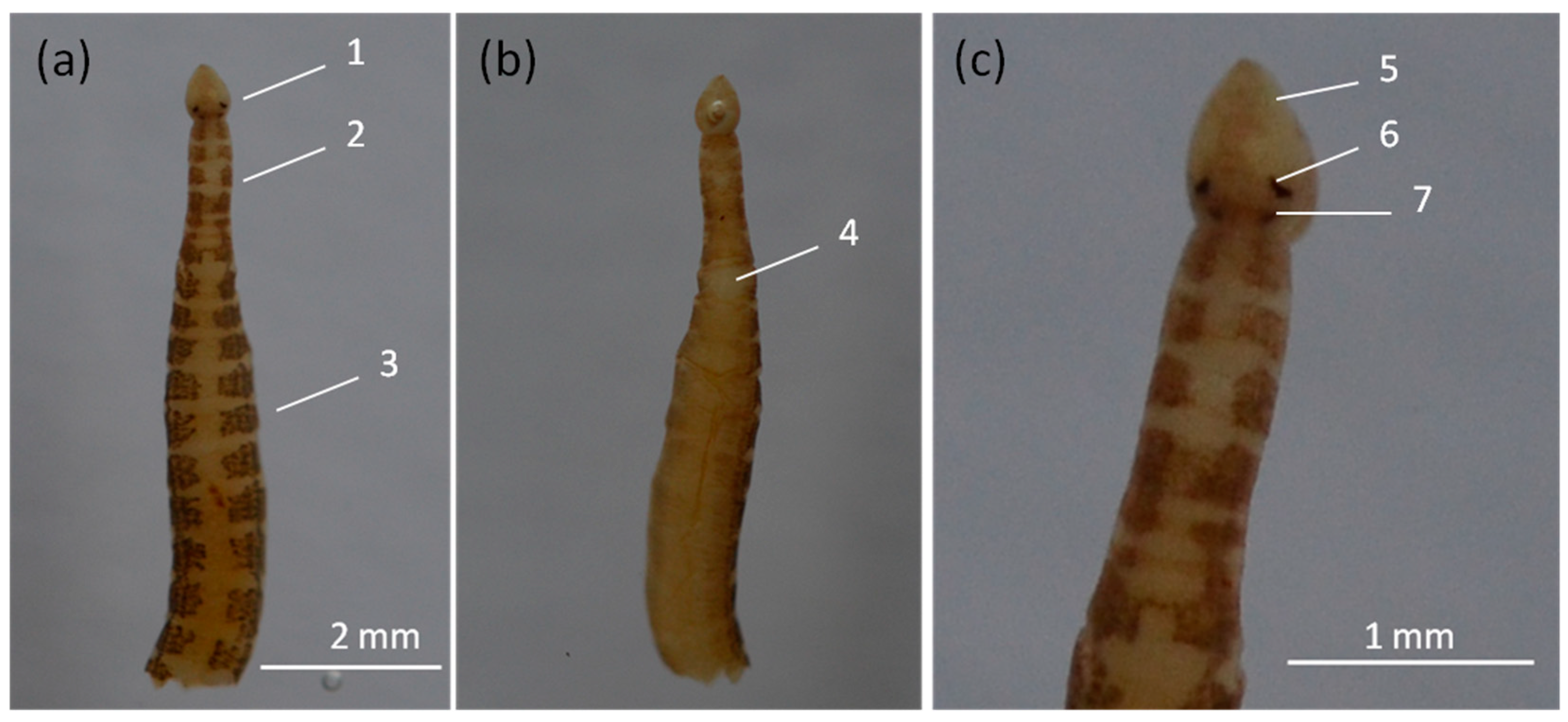 Diversity 15 00098 g004