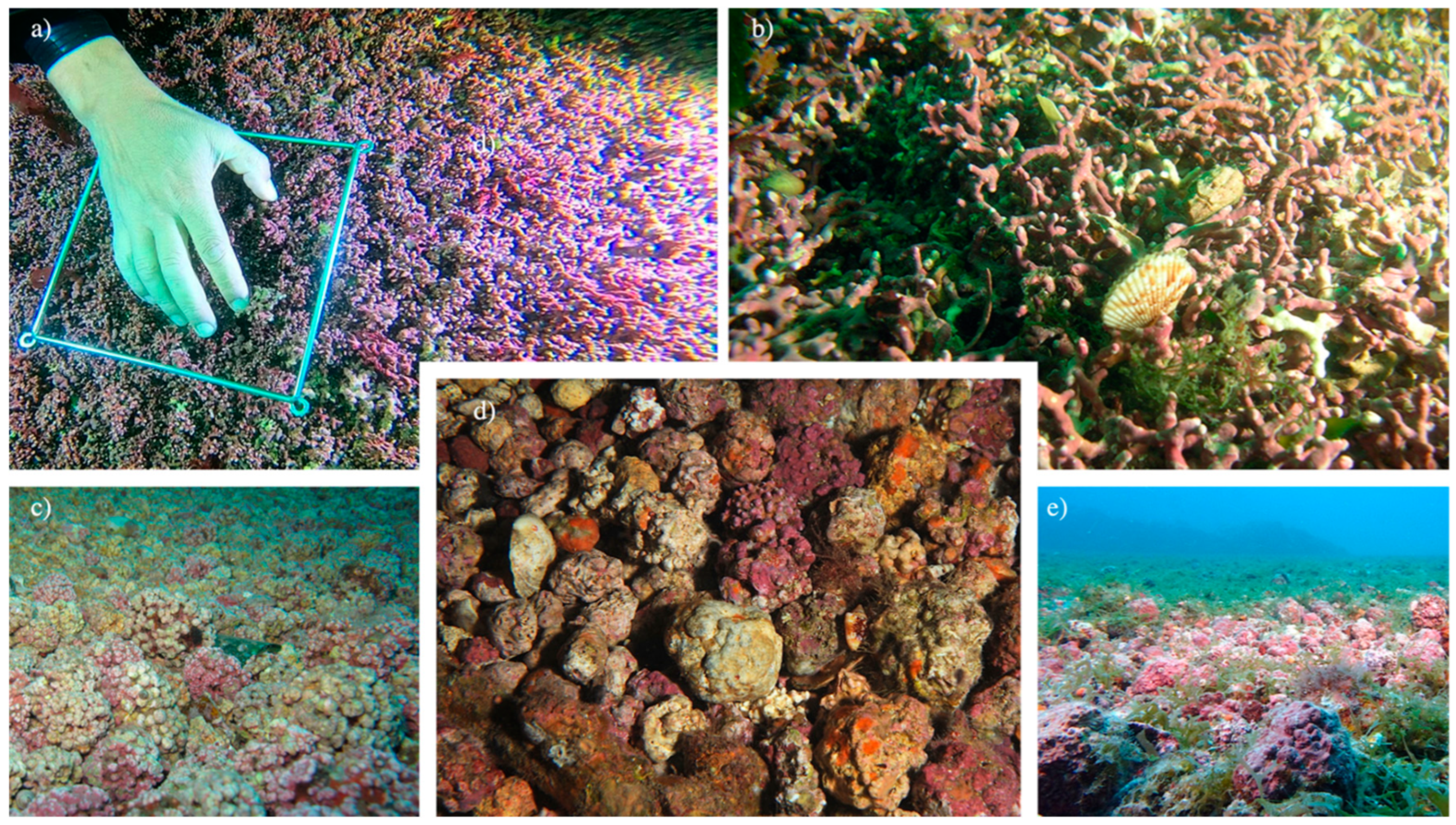 Diversity 15 00103 g001 Diversity 15 00103 g001