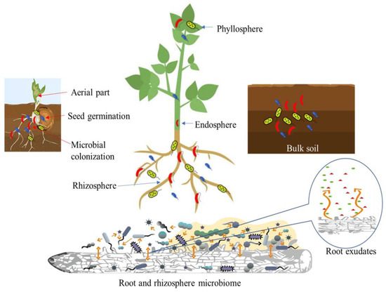Plant Growth-Promoting Bacteria (PGPB) with Biofilm-Forming