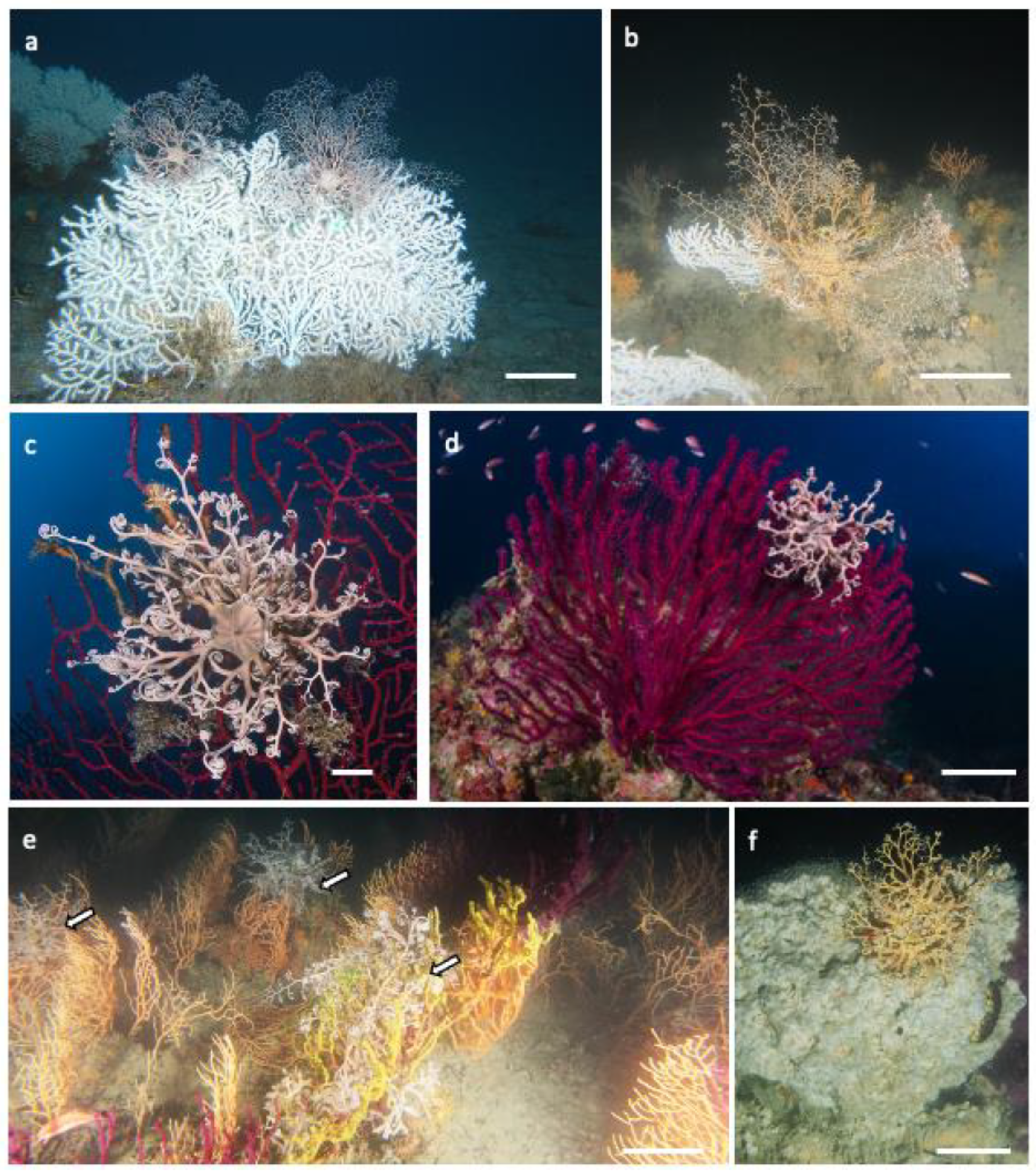 Diversity 15 00122 g005 Diversity 15 00122 g005