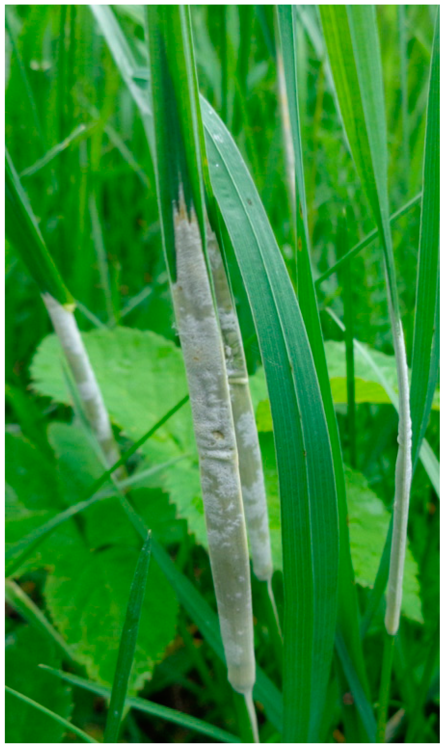 Diversity 15 00130 g005 Diversity 15 00130 g005