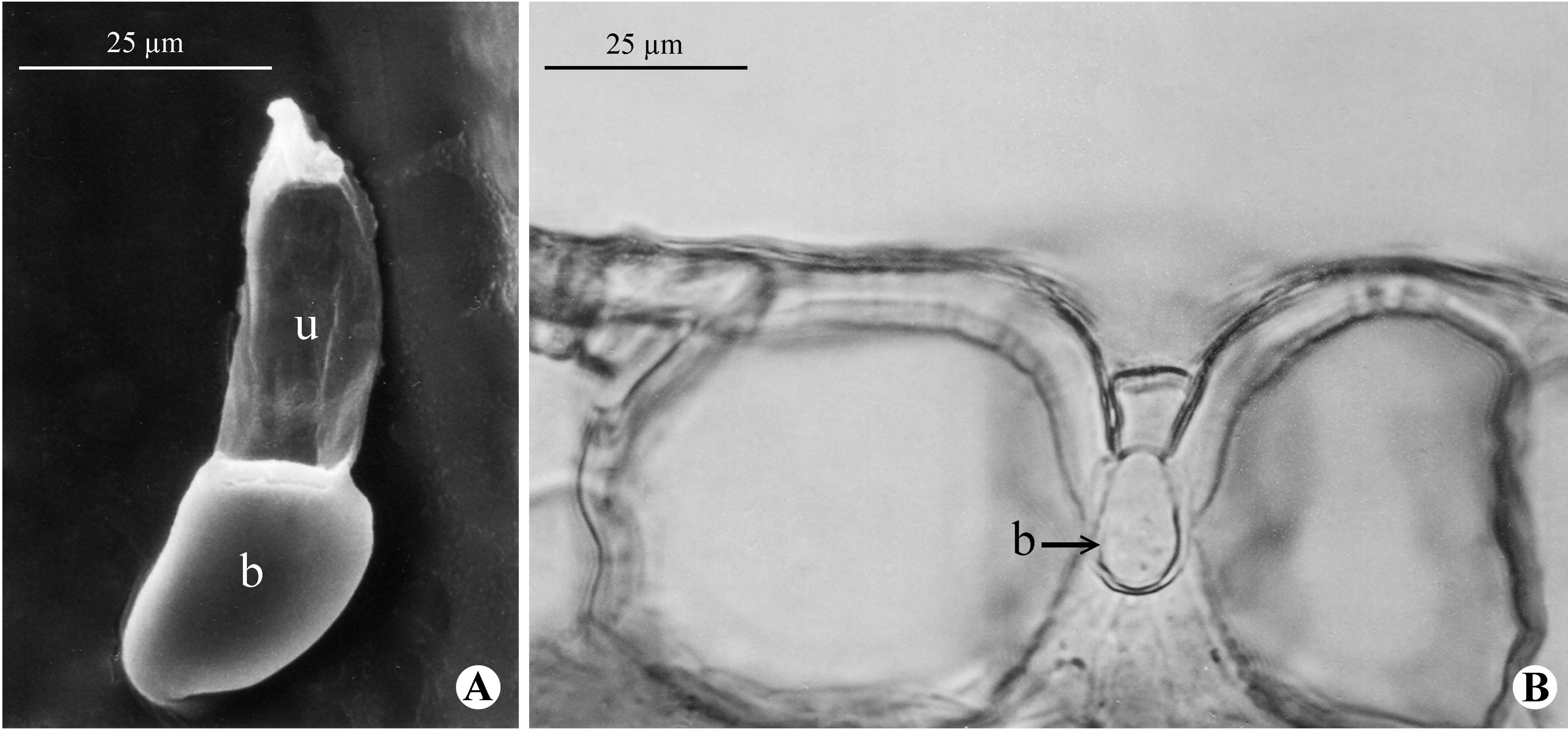 Diversity 15 00134 g003