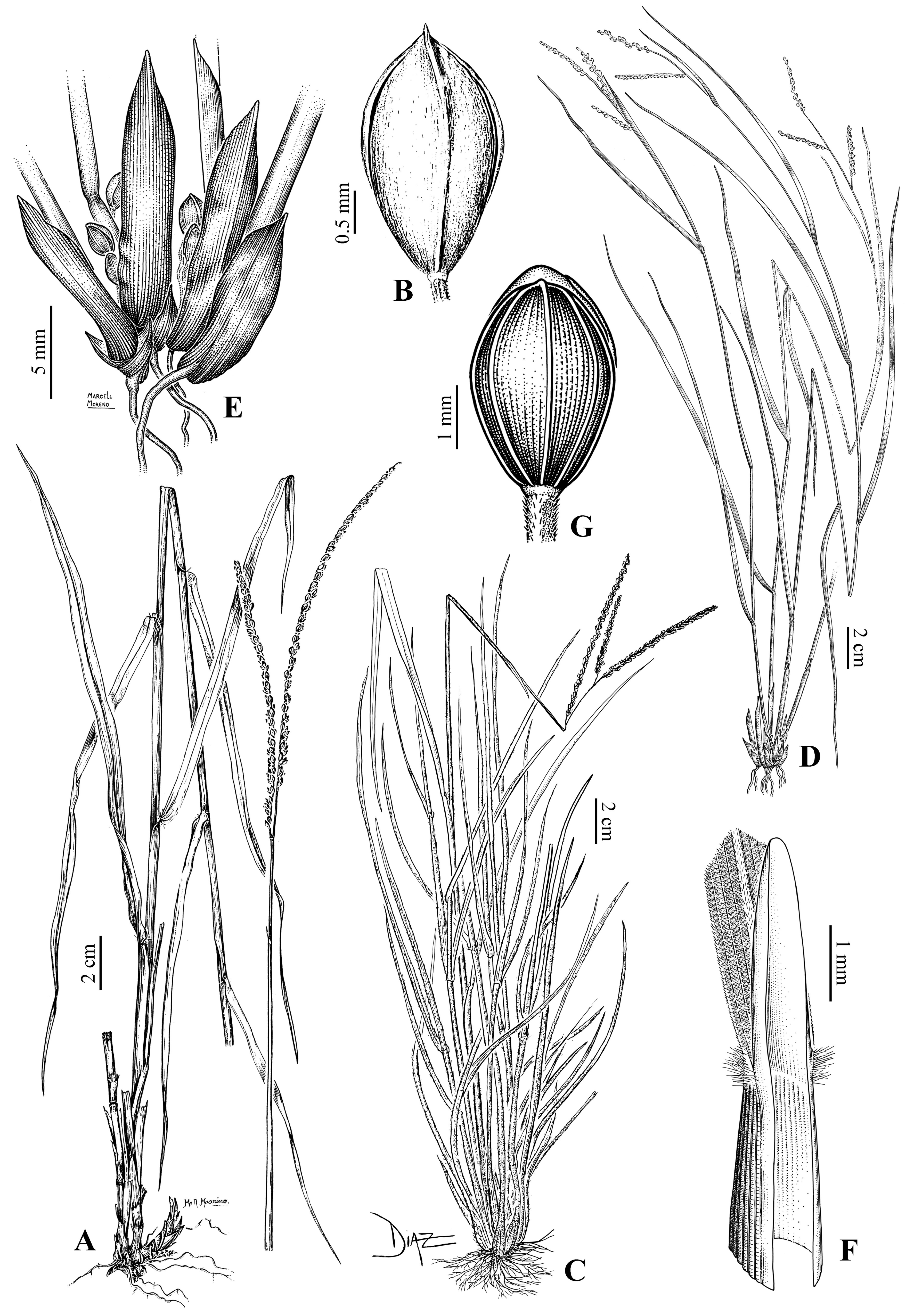 Diversity 15 00134 g005