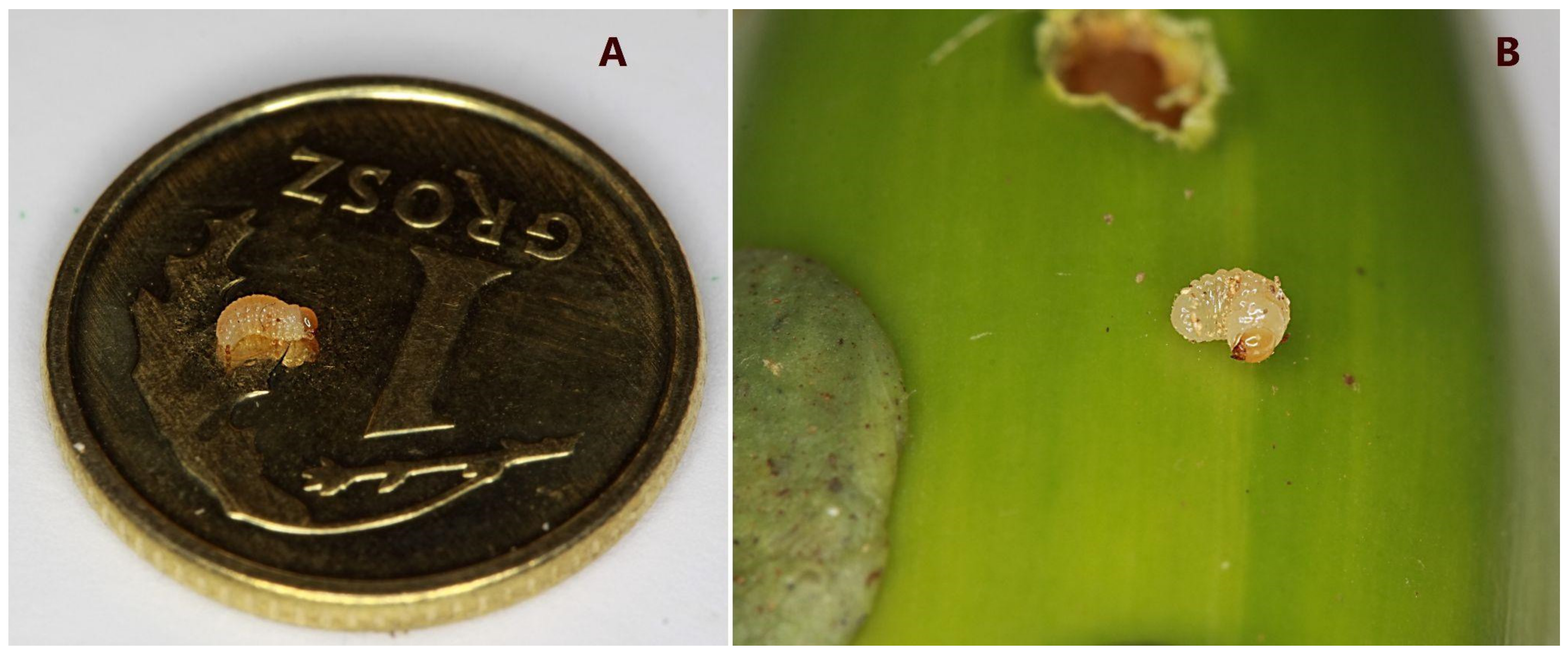 Diversity 15 00145 g001 Diversity 15 00145 g001