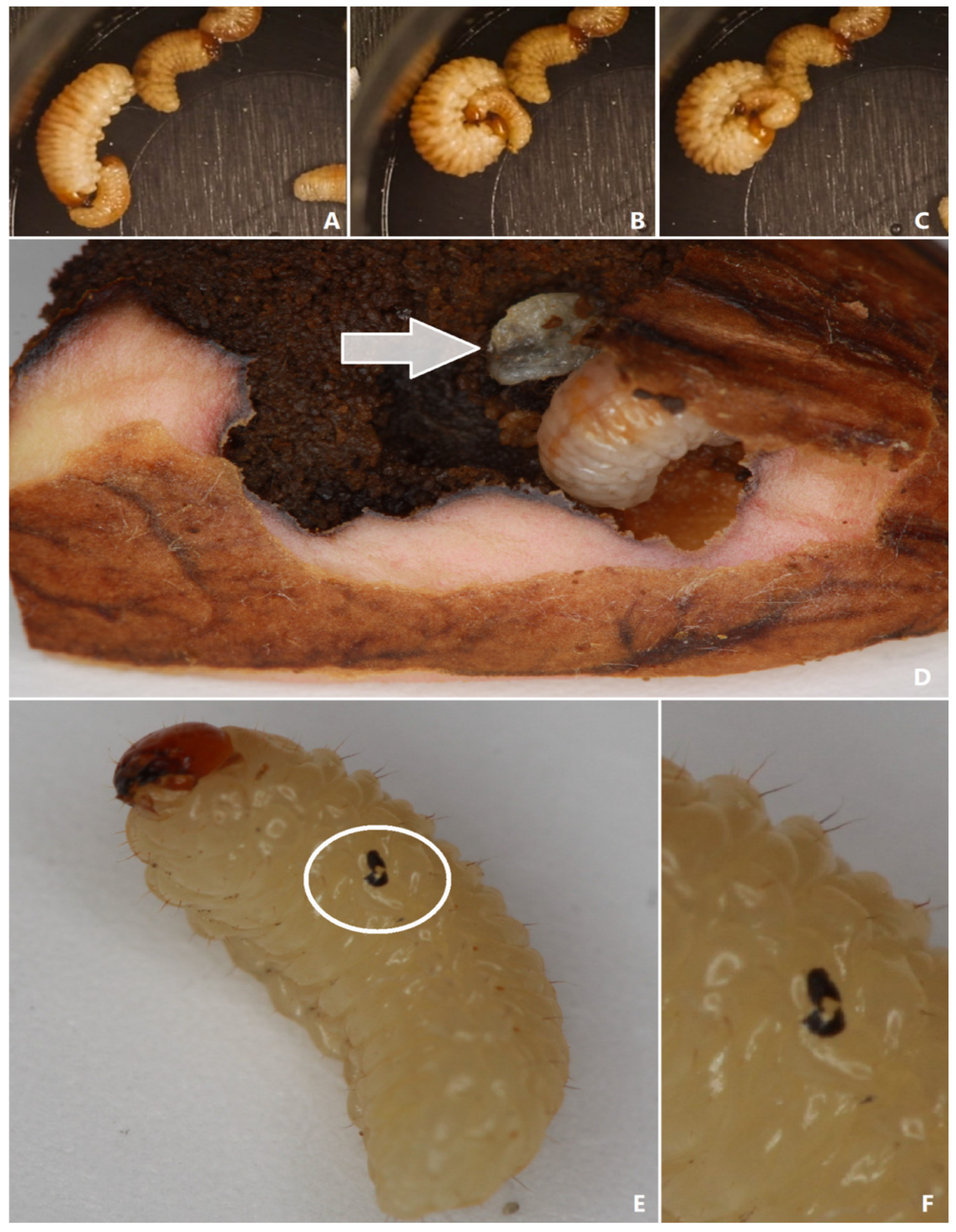 Diversity 15 00145 g005 Diversity 15 00145 g005