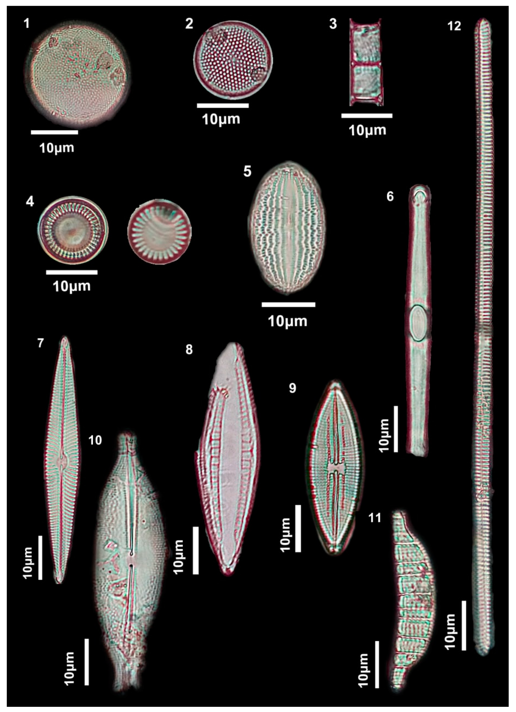 Diversity 15 00150 g005 Diversity 15 00150 g005