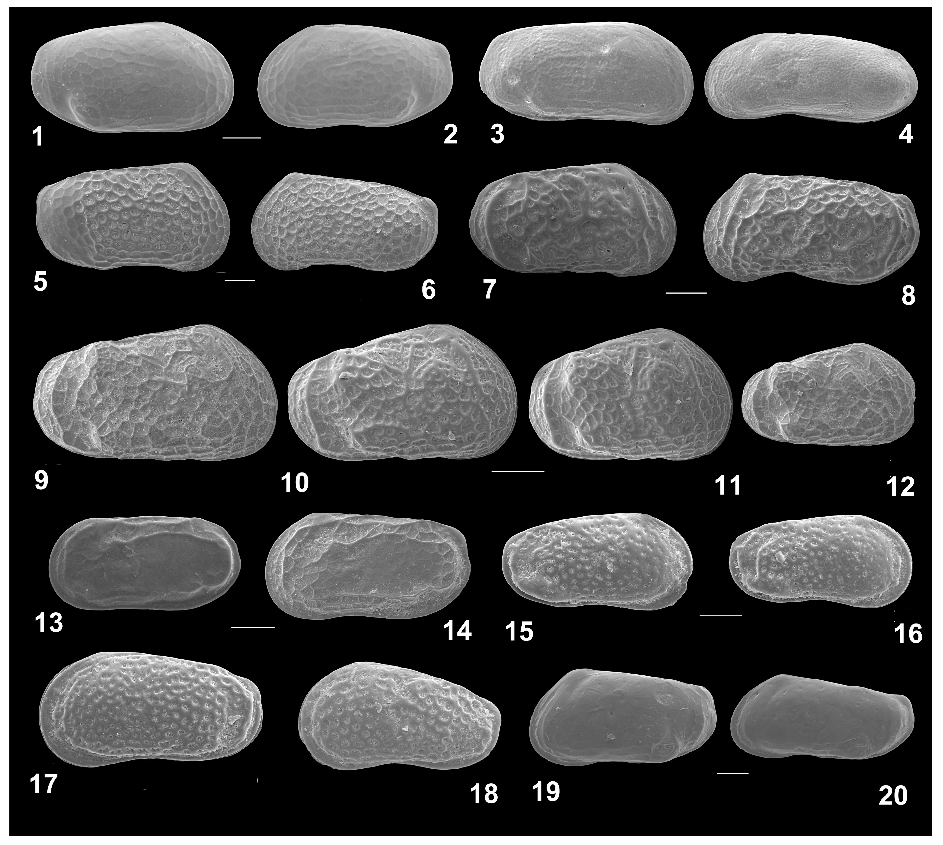 Diversity 15 00150 g008 Diversity 15 00150 g008