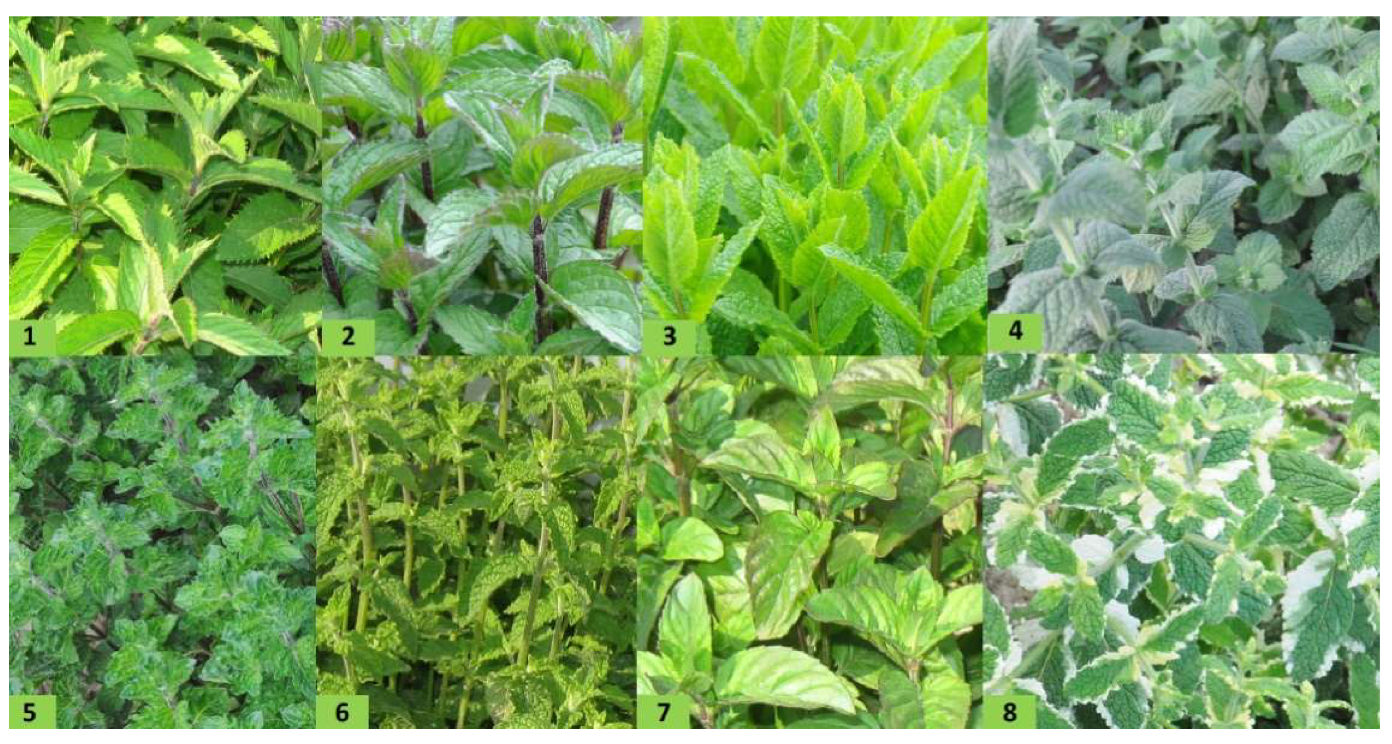 Diversity 15 00152 g001 Diversity 15 00152 g001