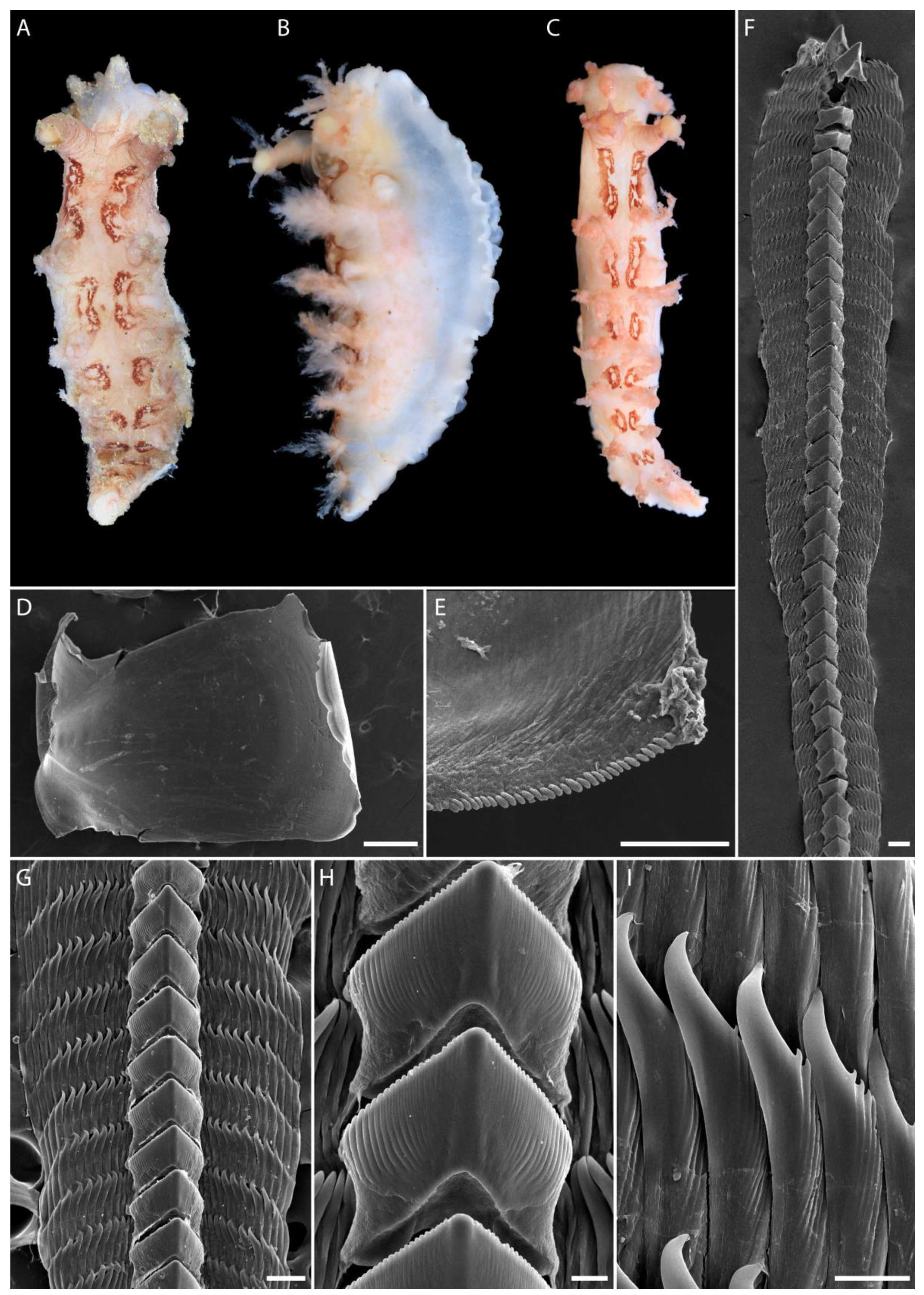 Diversity 15 00162 g002