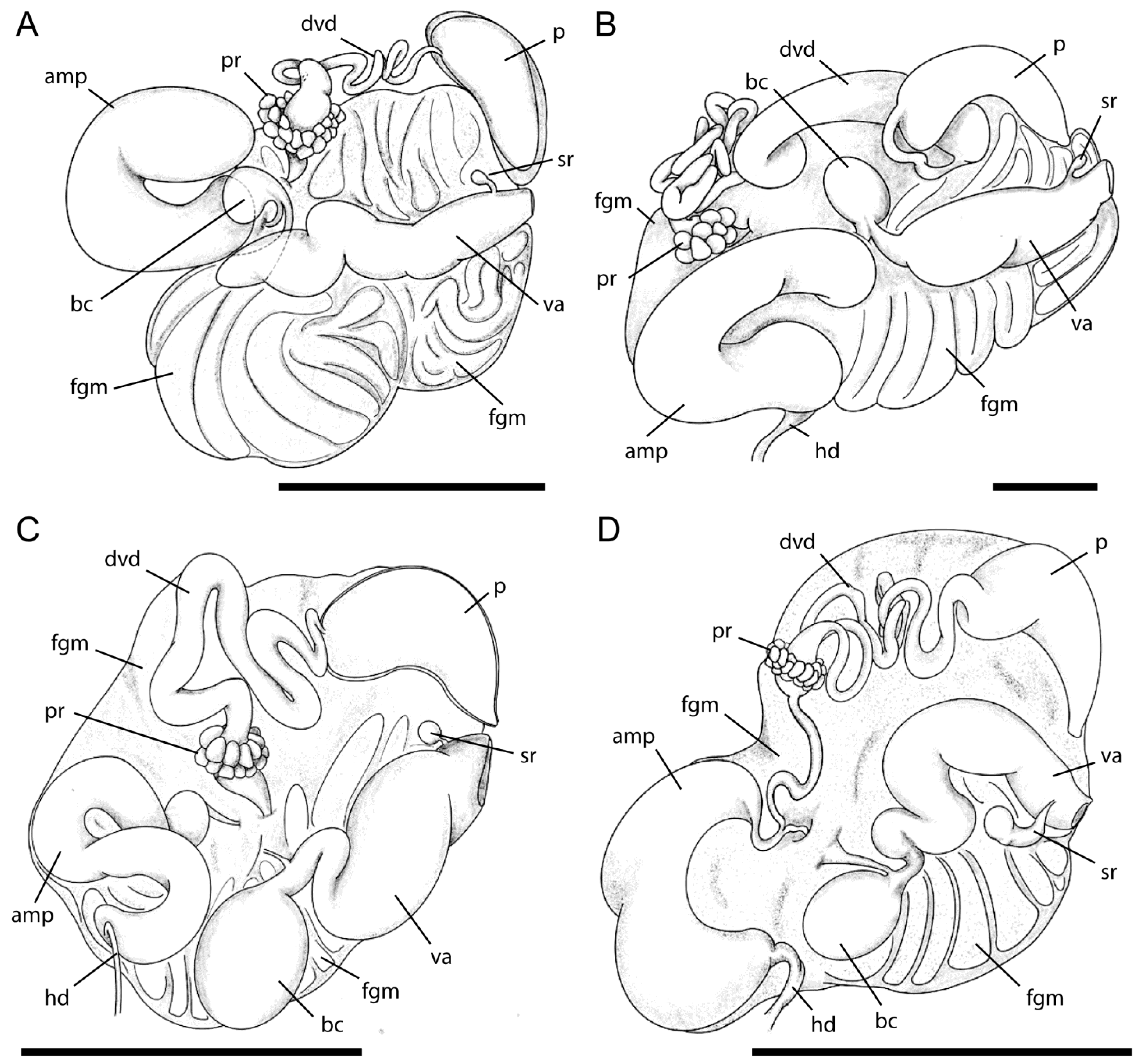 Diversity 15 00162 g003