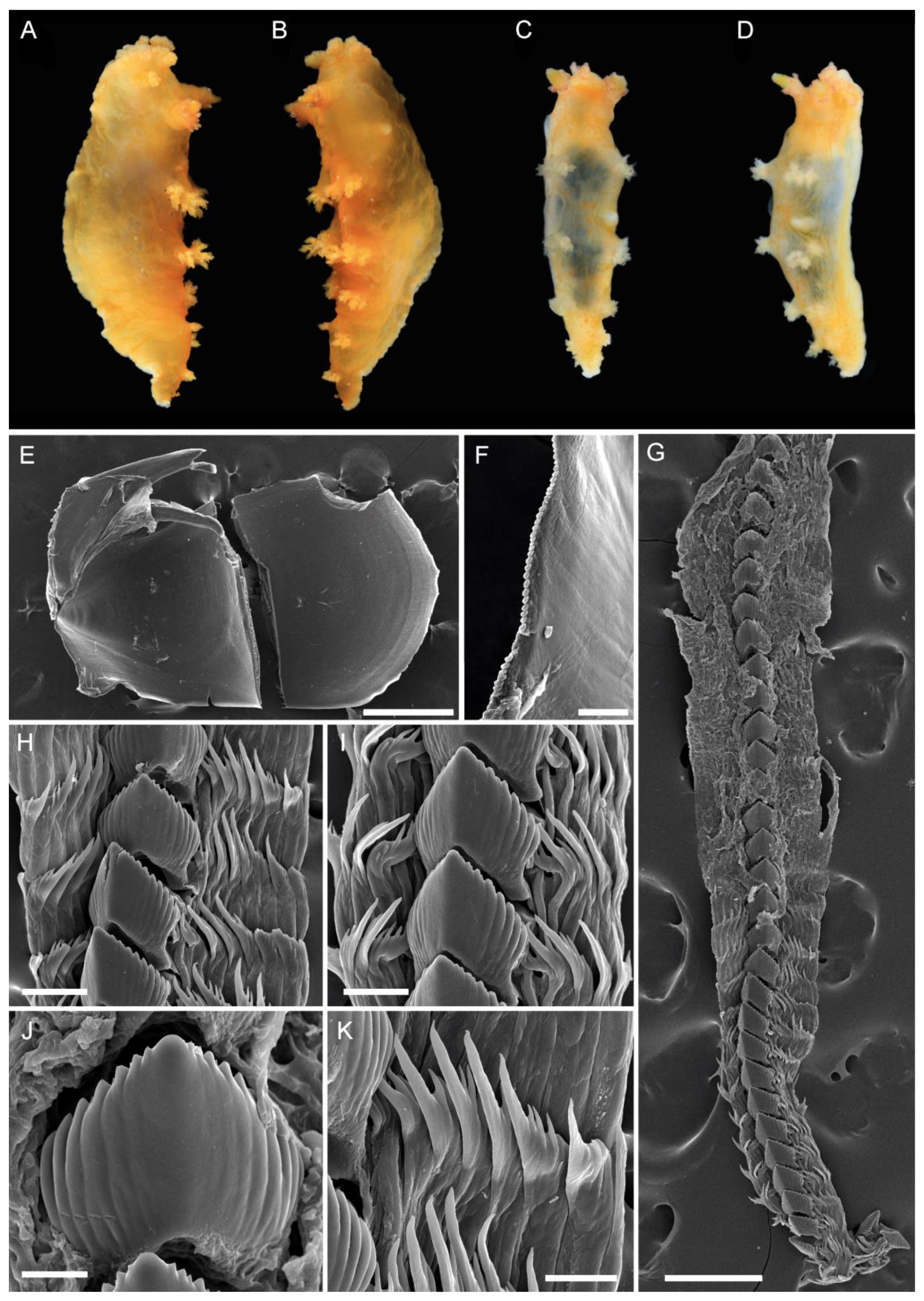 Diversity 15 00162 g004