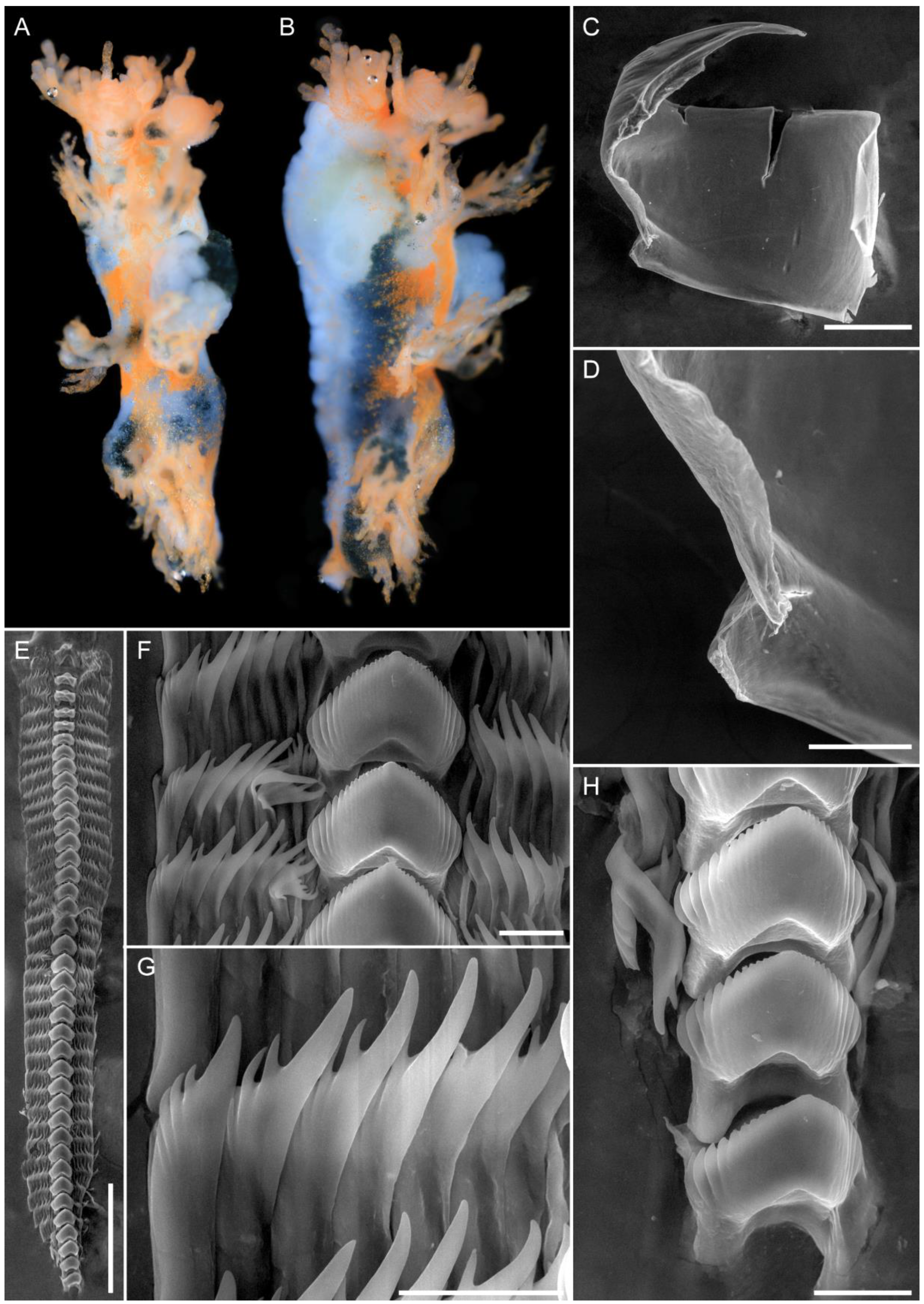 Diversity 15 00162 g006