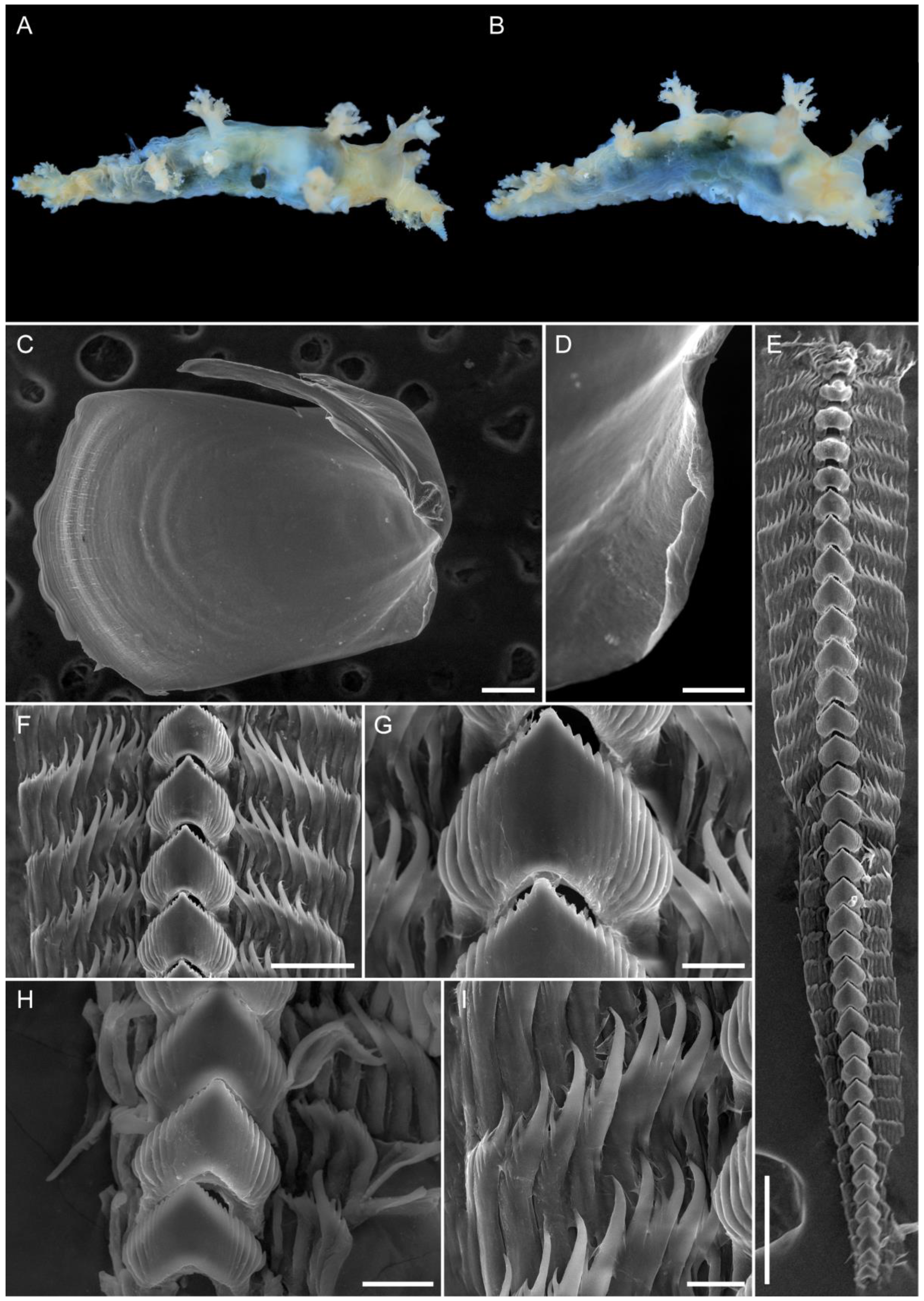 Diversity 15 00162 g007
