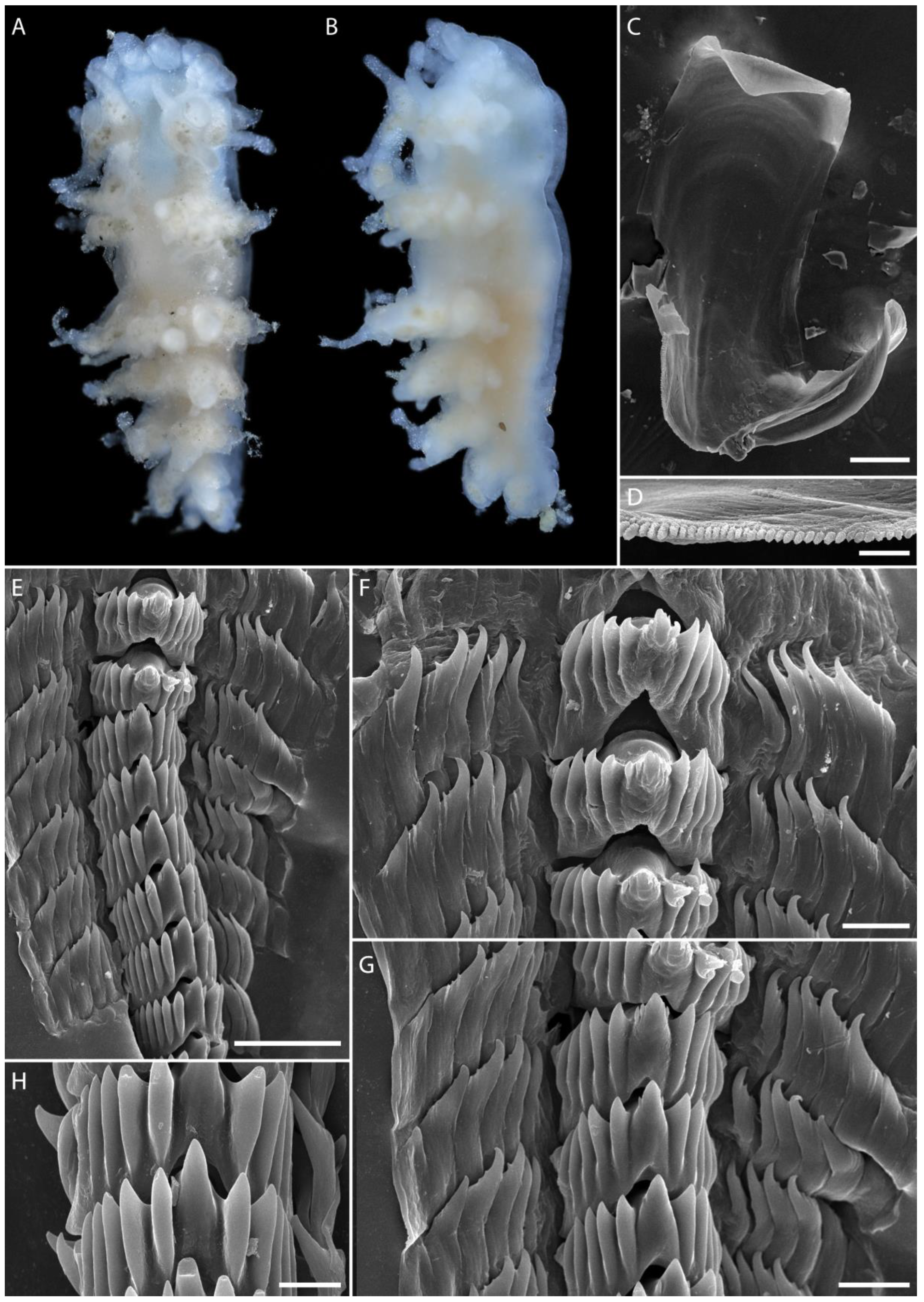 Diversity 15 00162 g008
