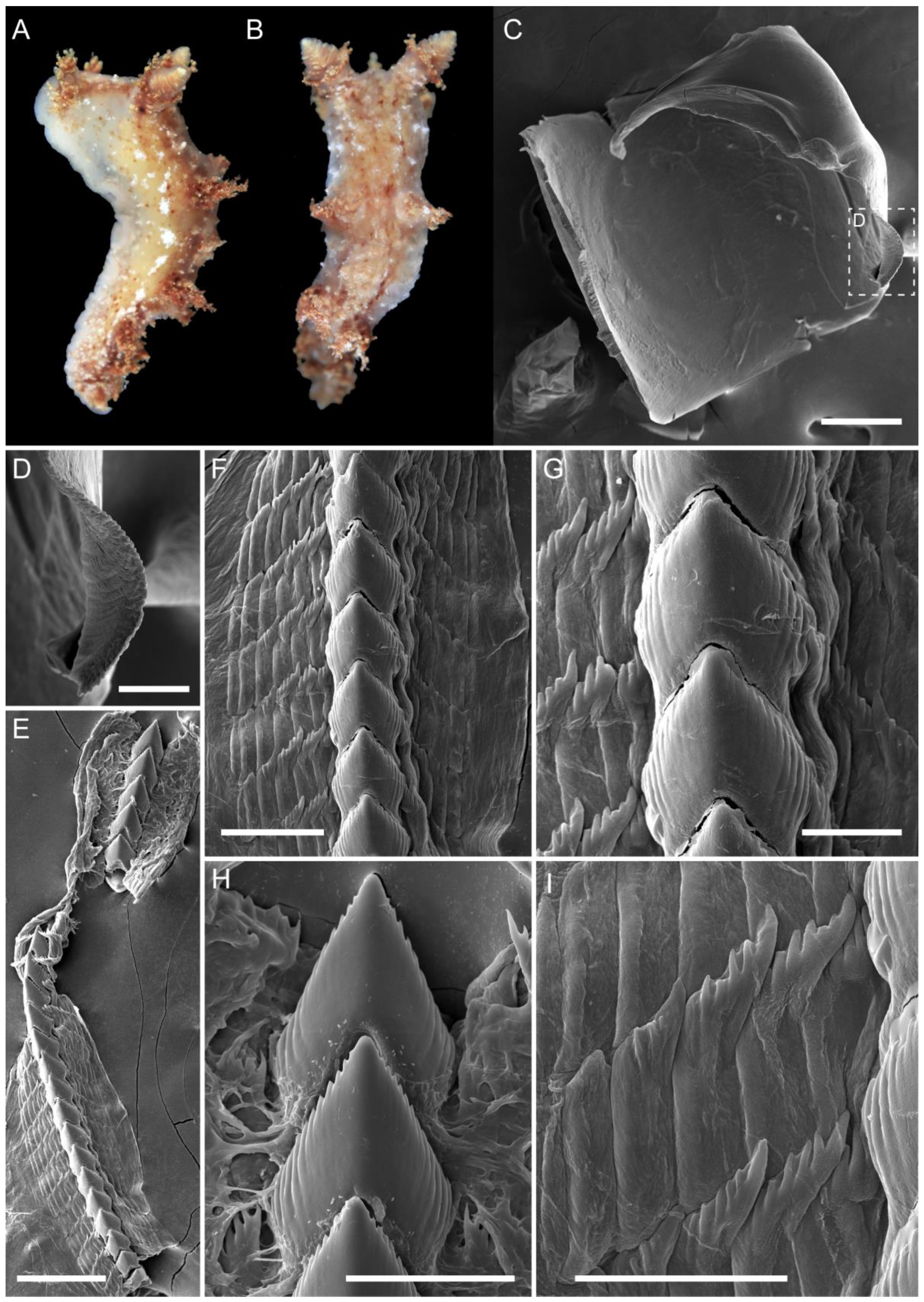 Diversity 15 00162 g009