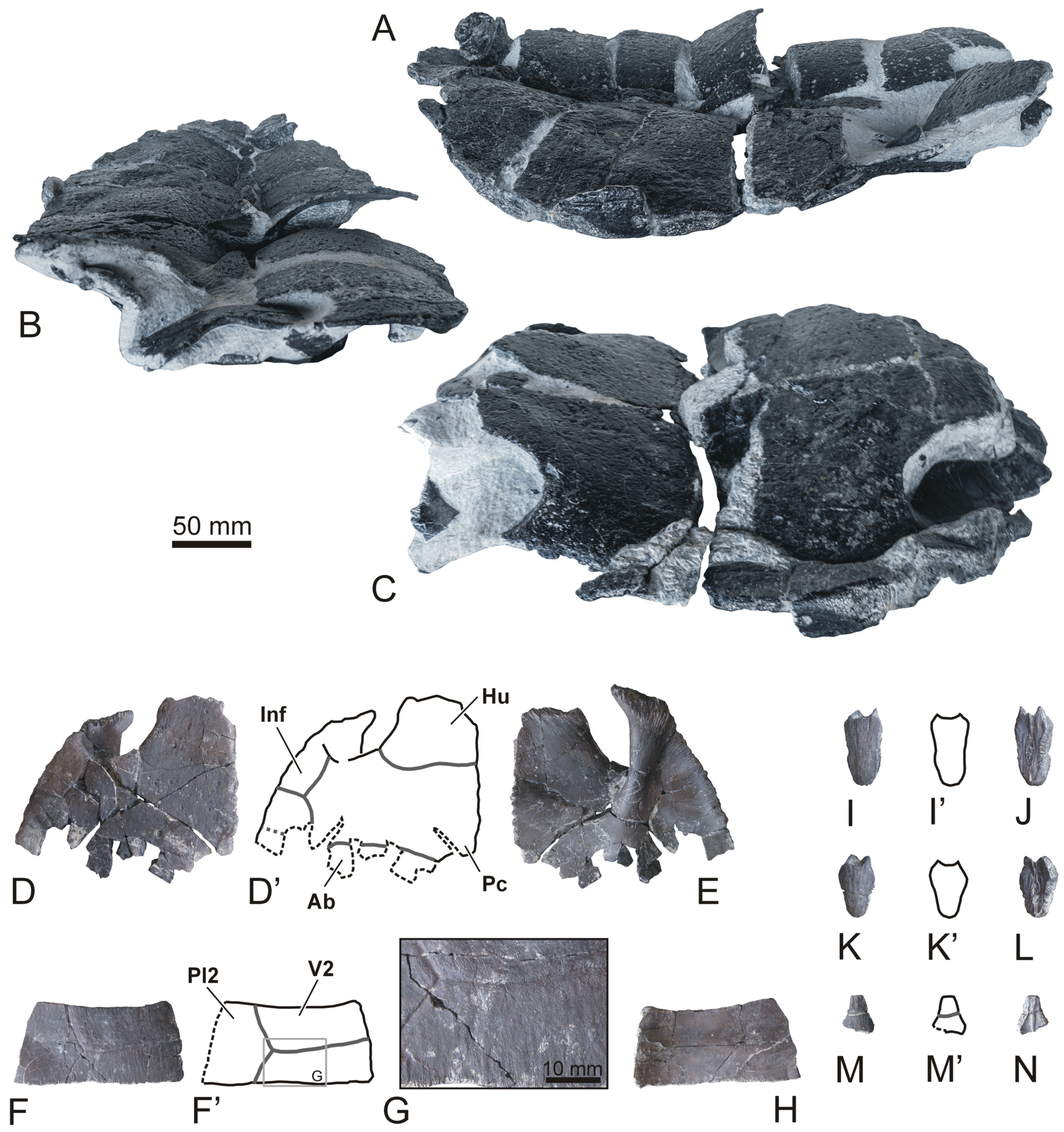 Diversity 15 00167 g003