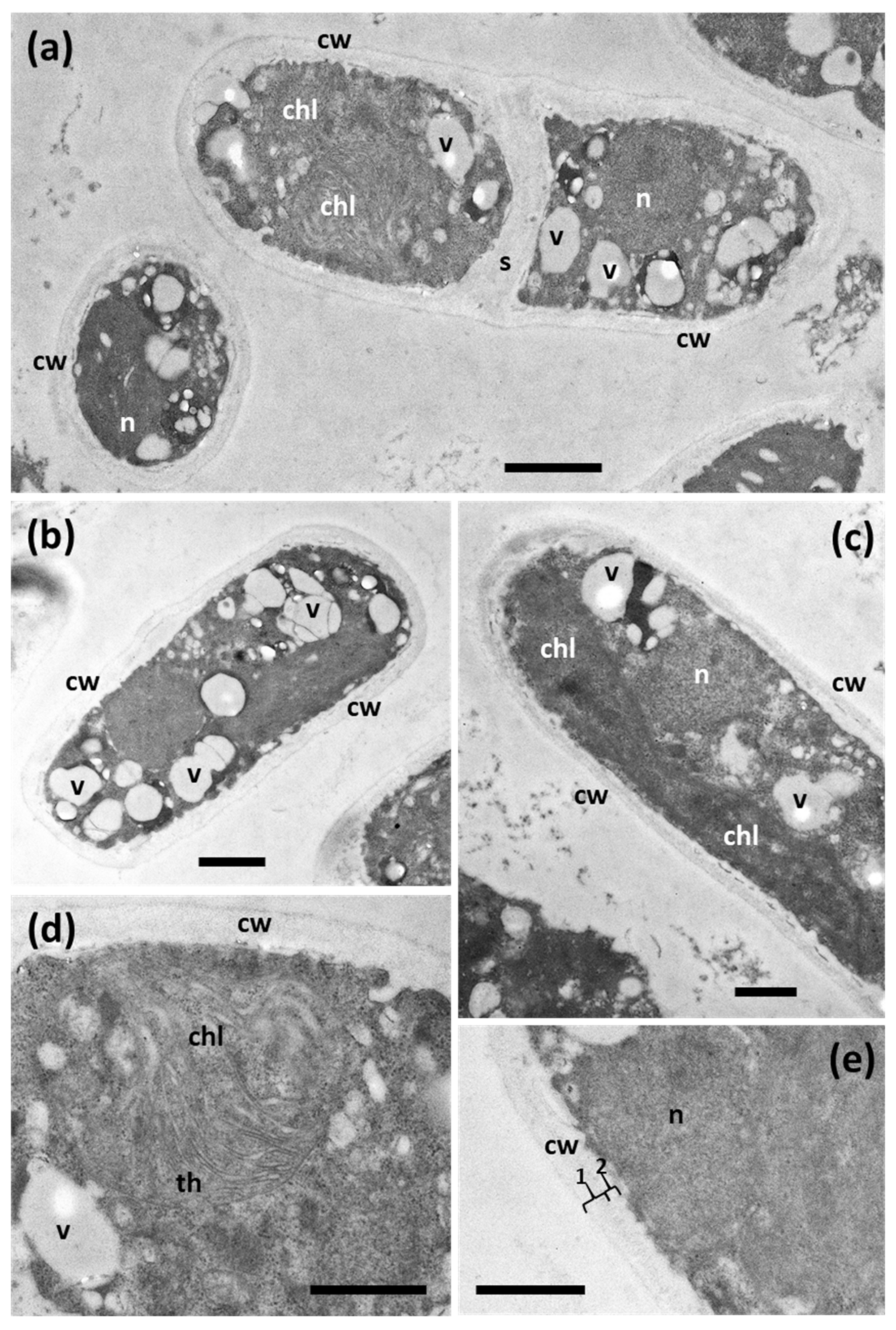 Diversity 15 00168 g001
