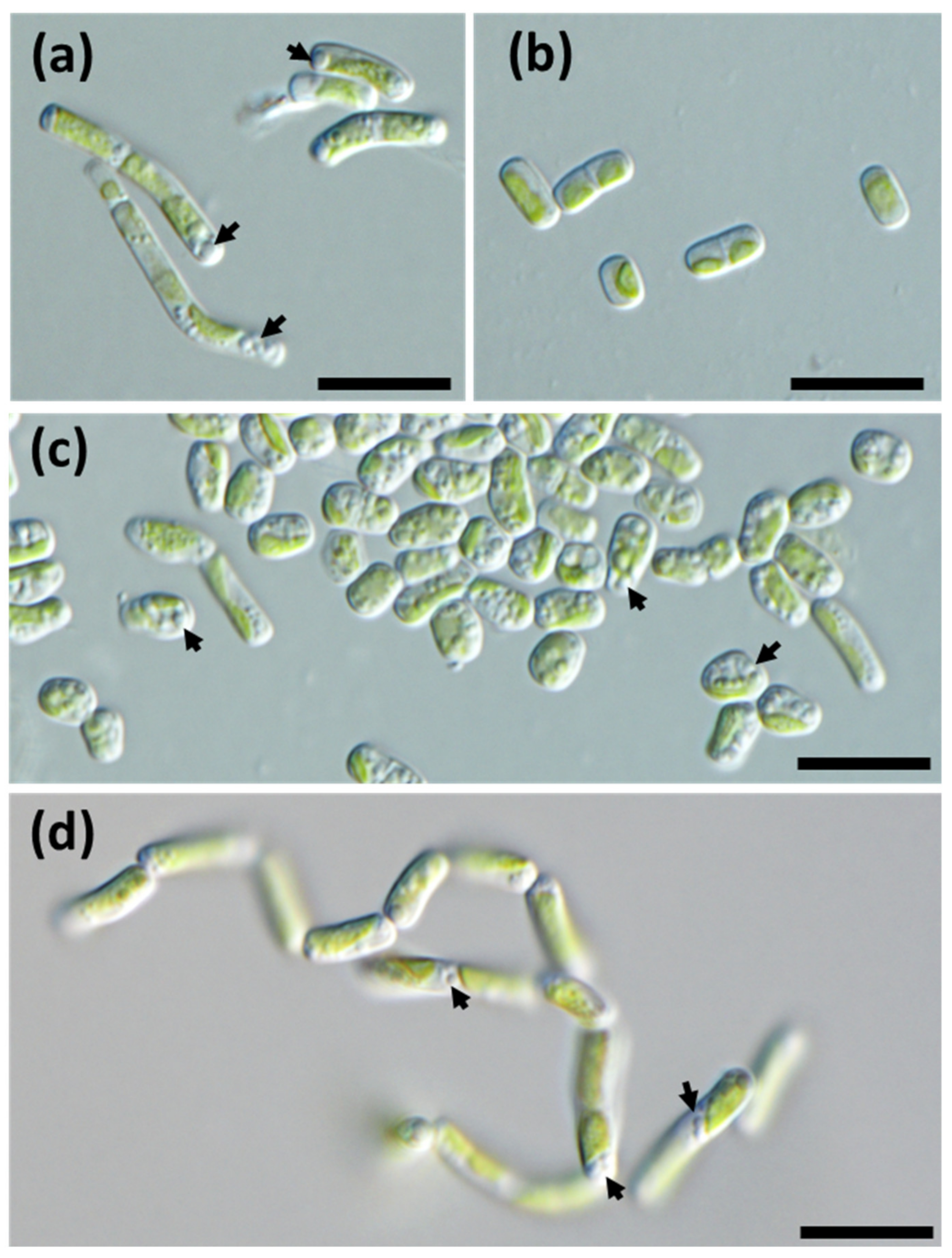 Diversity 15 00168 g002