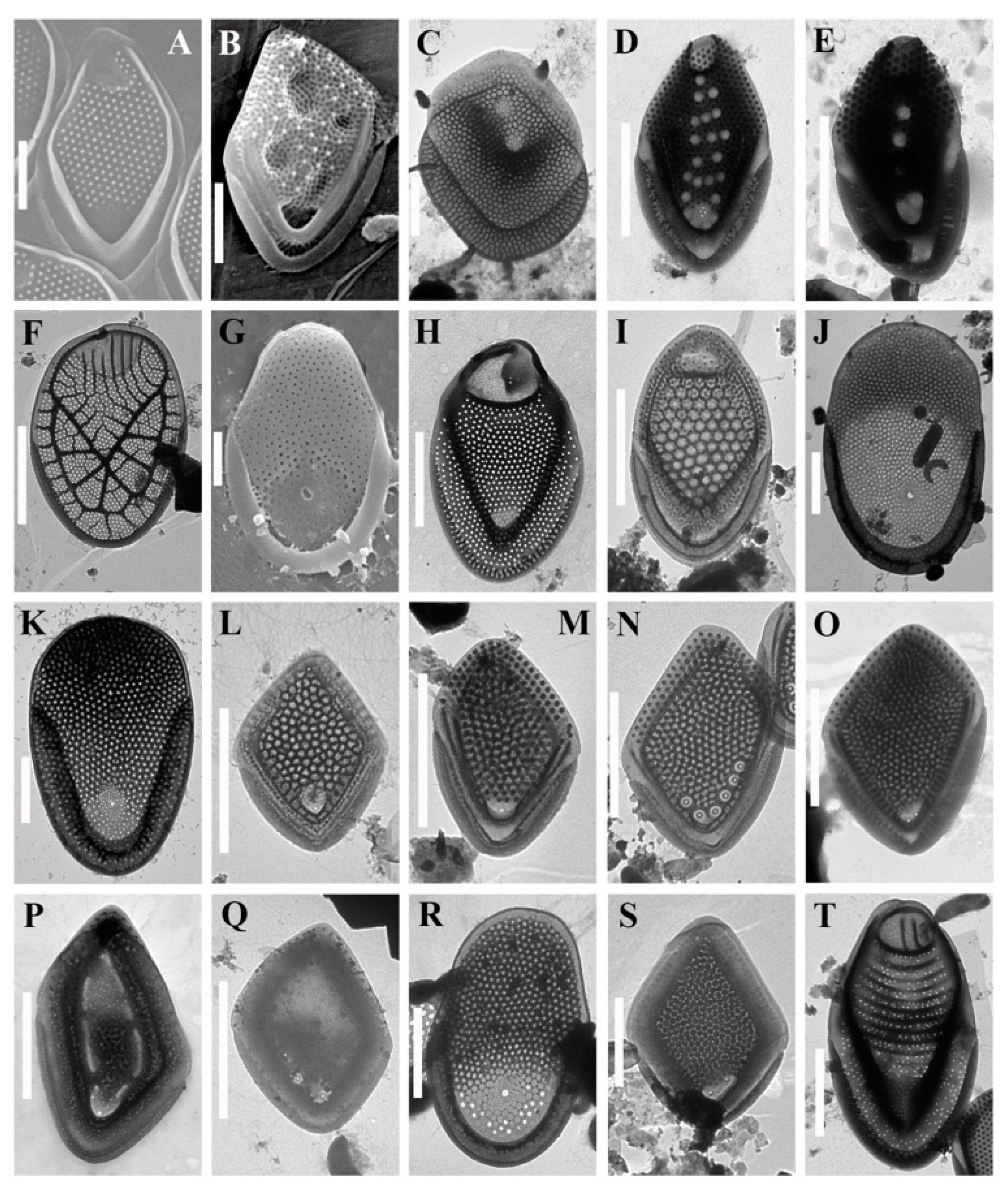 Diversity 15 00183 g003 Diversity 15 00183 g003