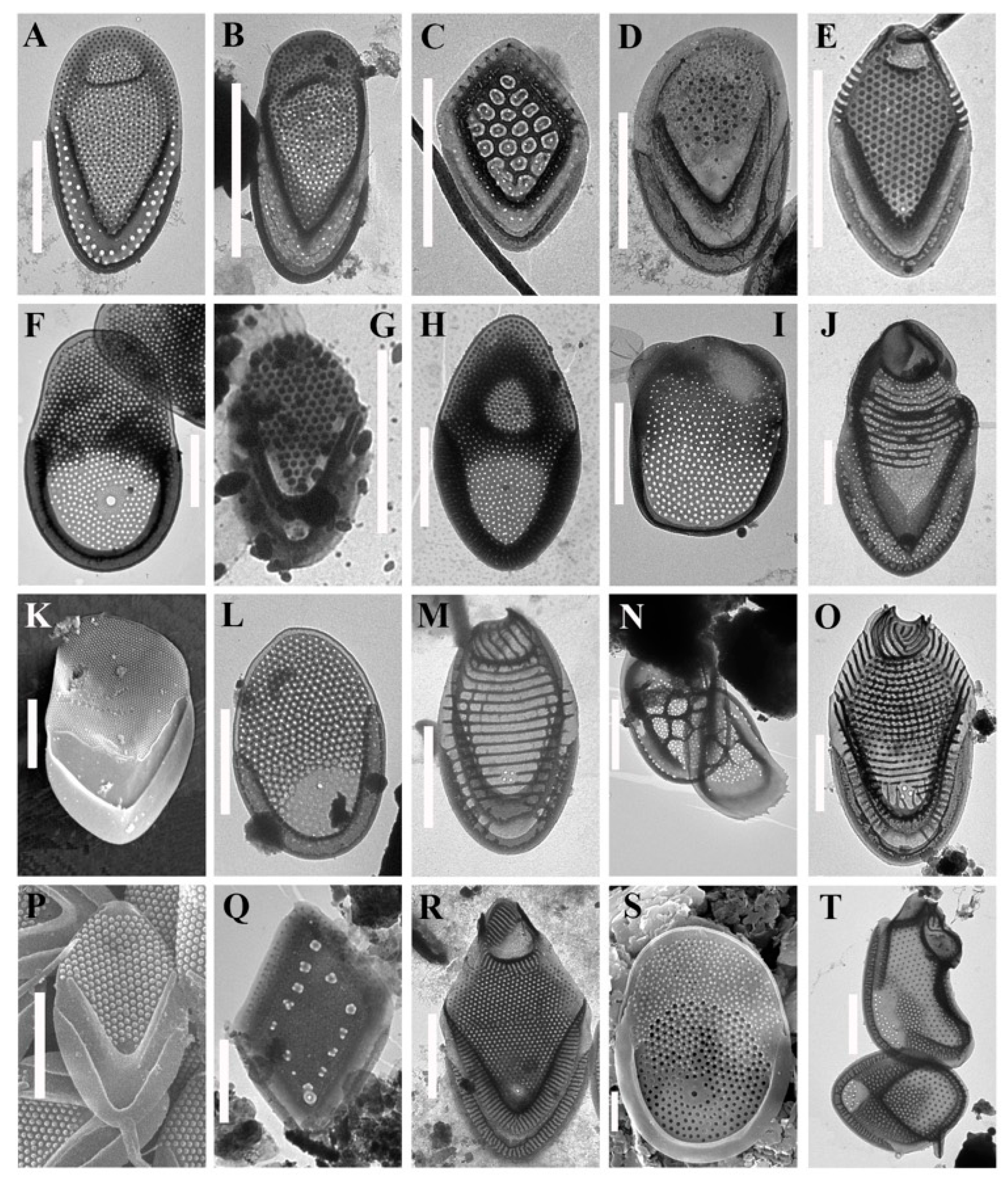 Diversity 15 00183 g004 Diversity 15 00183 g004