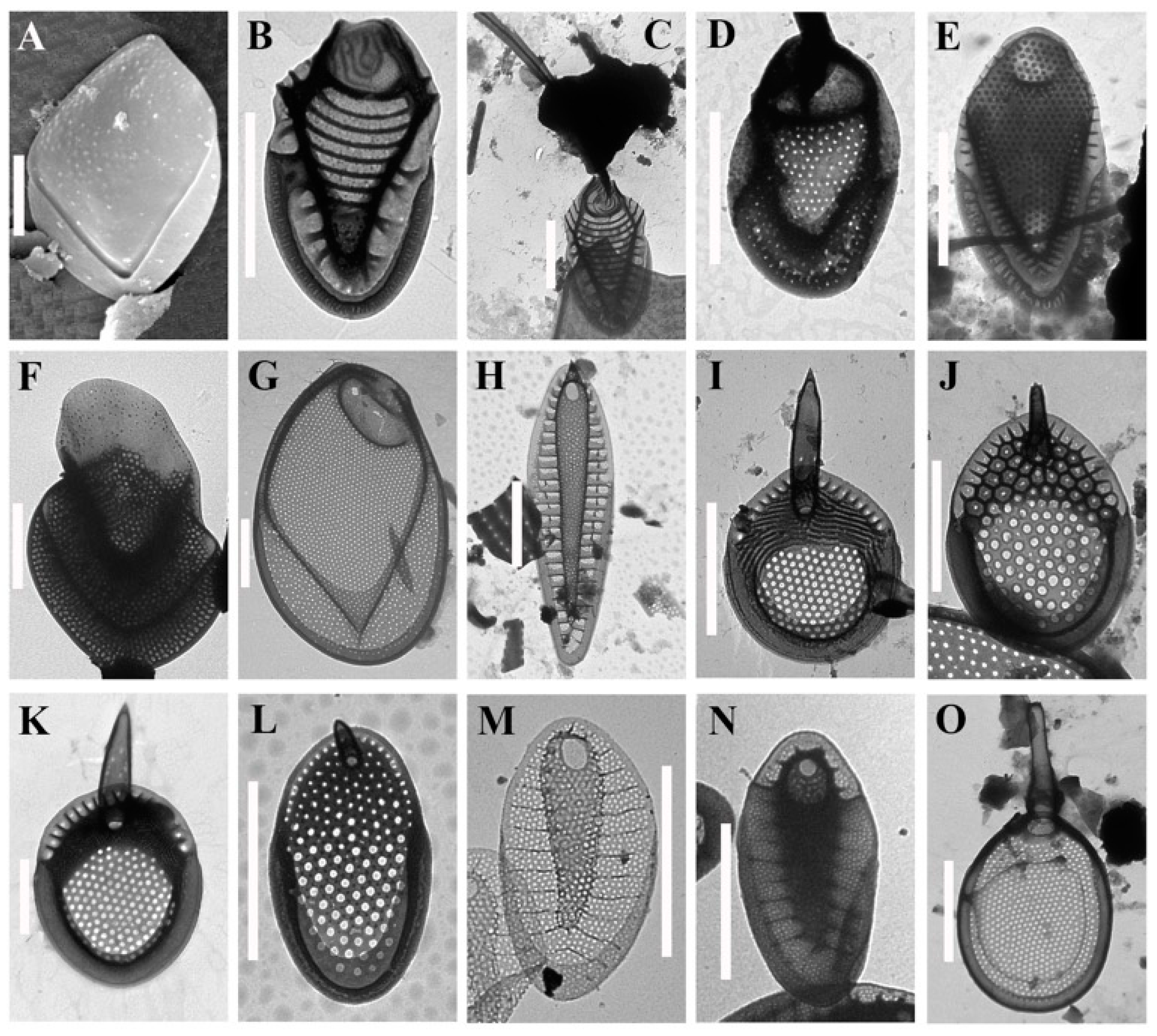 Diversity 15 00183 g005 Diversity 15 00183 g005