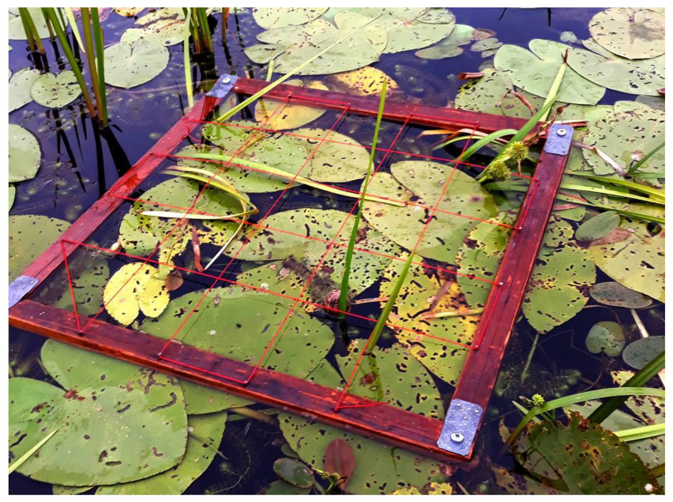 Diversity 15 00185 g002