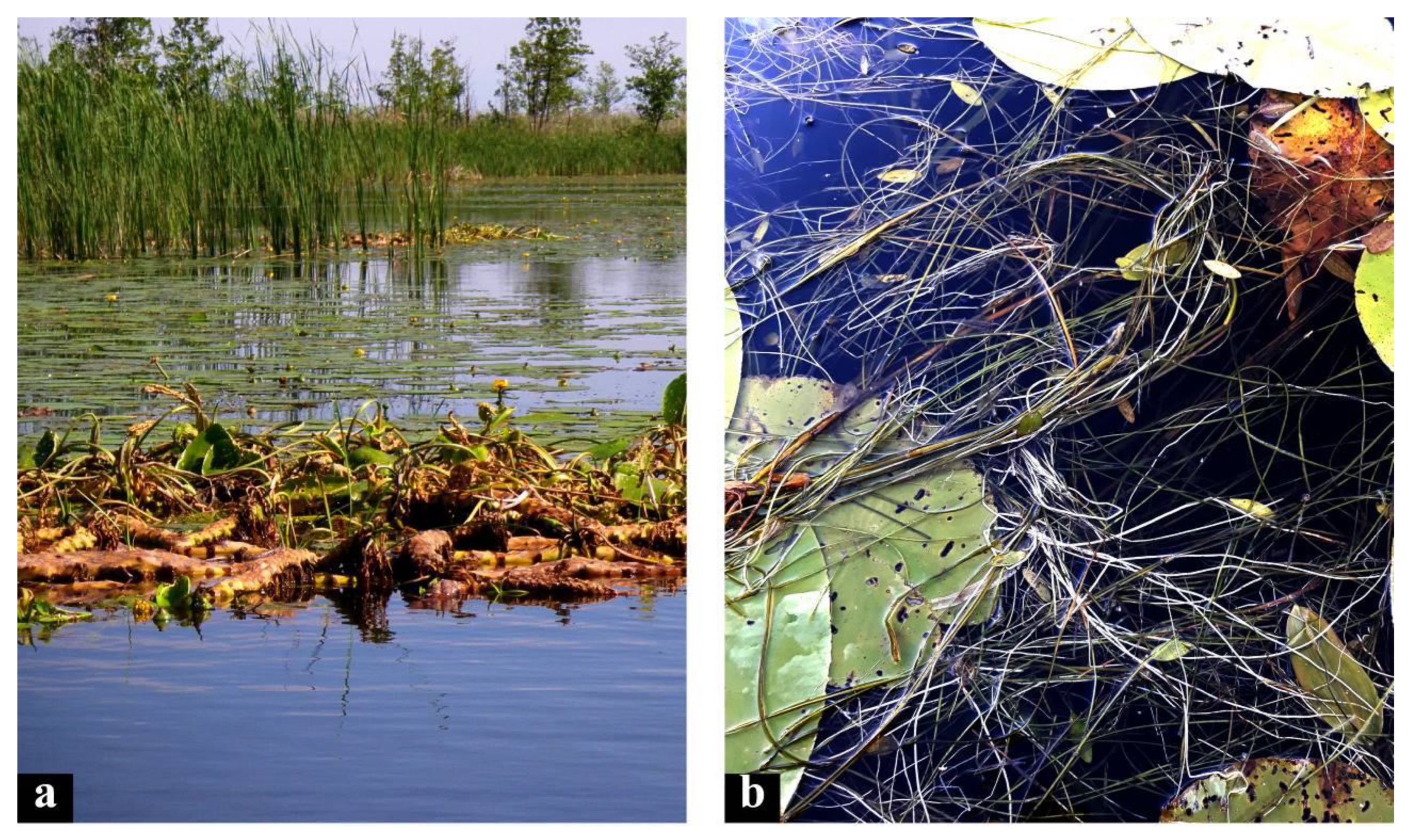 Diversity 15 00185 g006