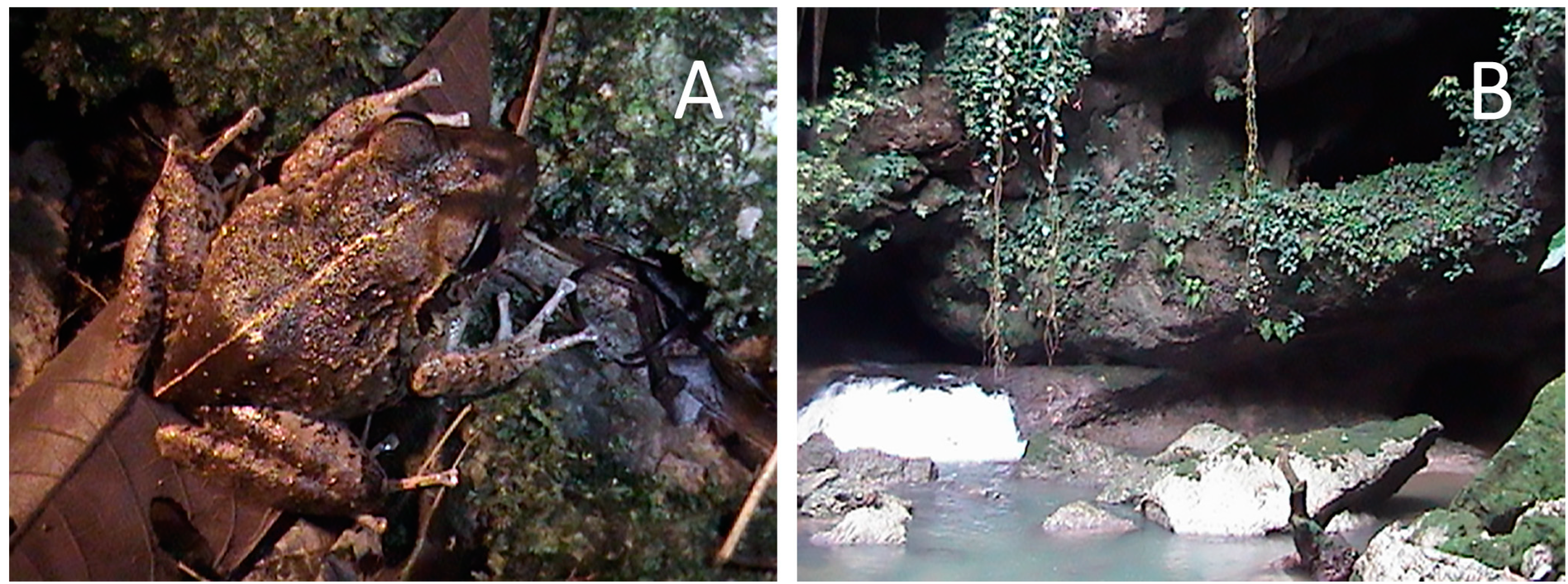 Diversity 15 00189 g001 Diversity 15 00189 g001