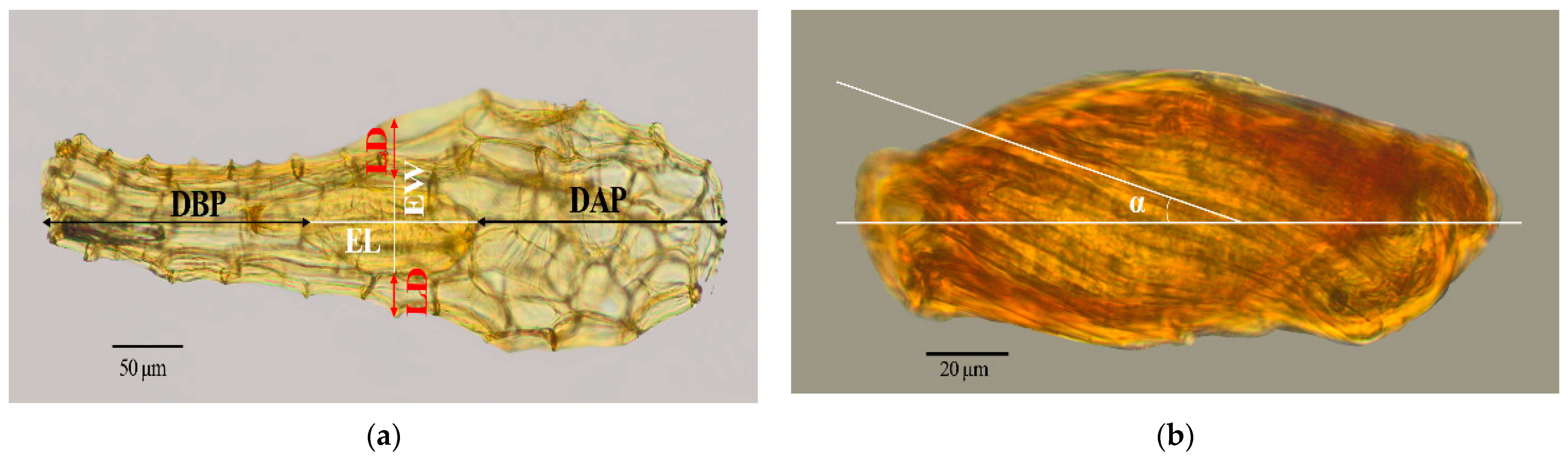 Diversity 15 00195 g001