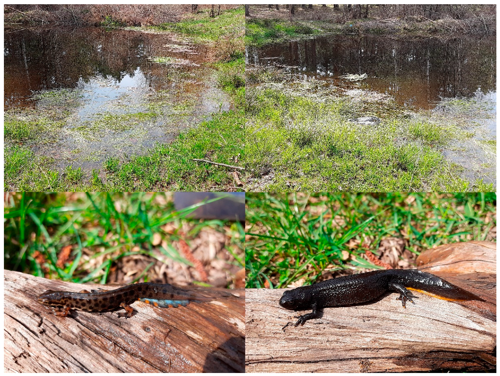 Diversity 15 00201 g003 Diversity 15 00201 g003