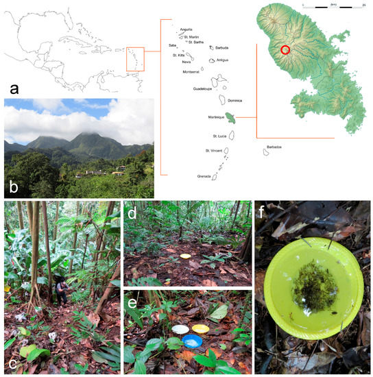 Diversity Free FullText The Crane Flies of Martinique, with the Description of Four New