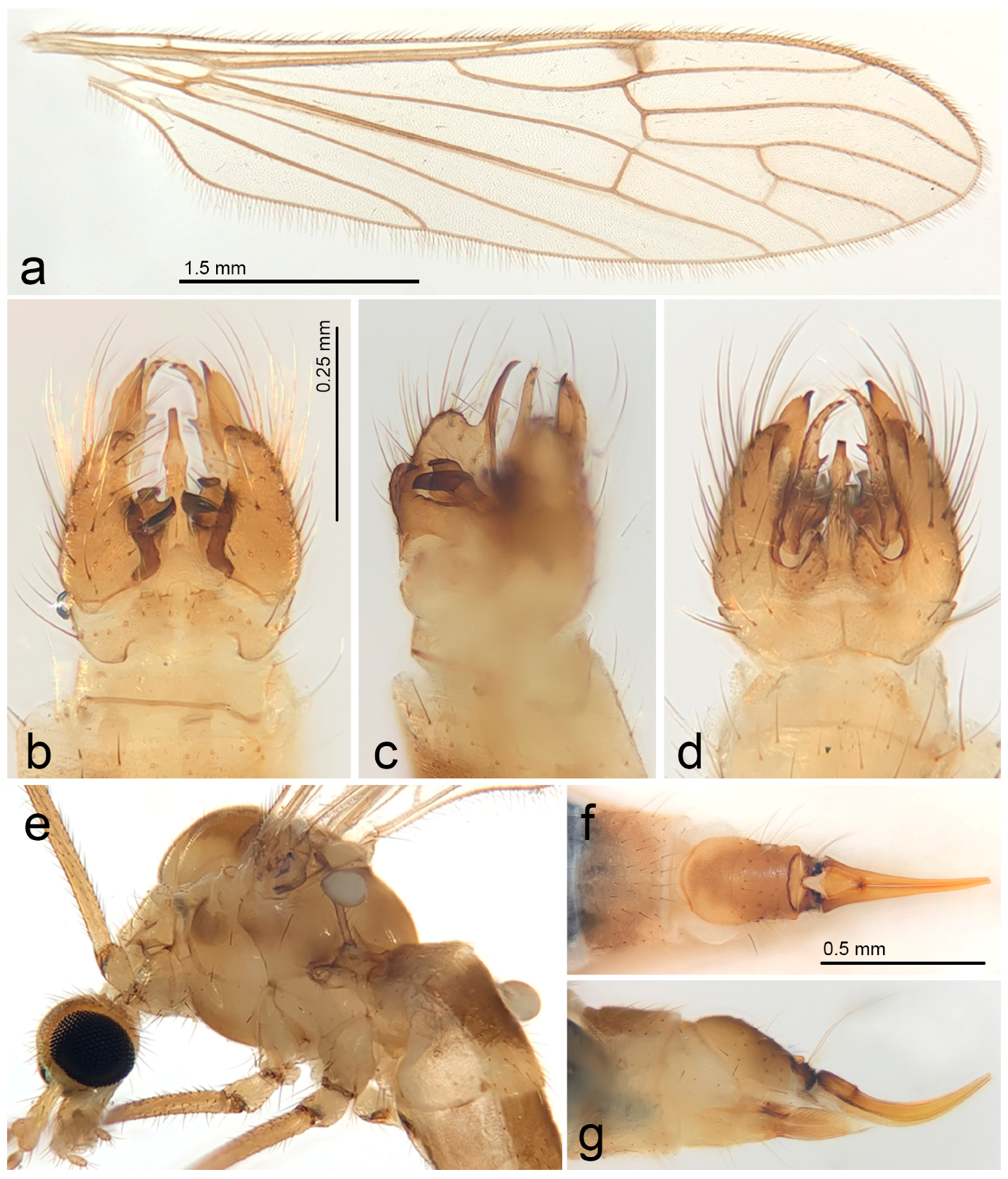 Diversity 15 00204 g002