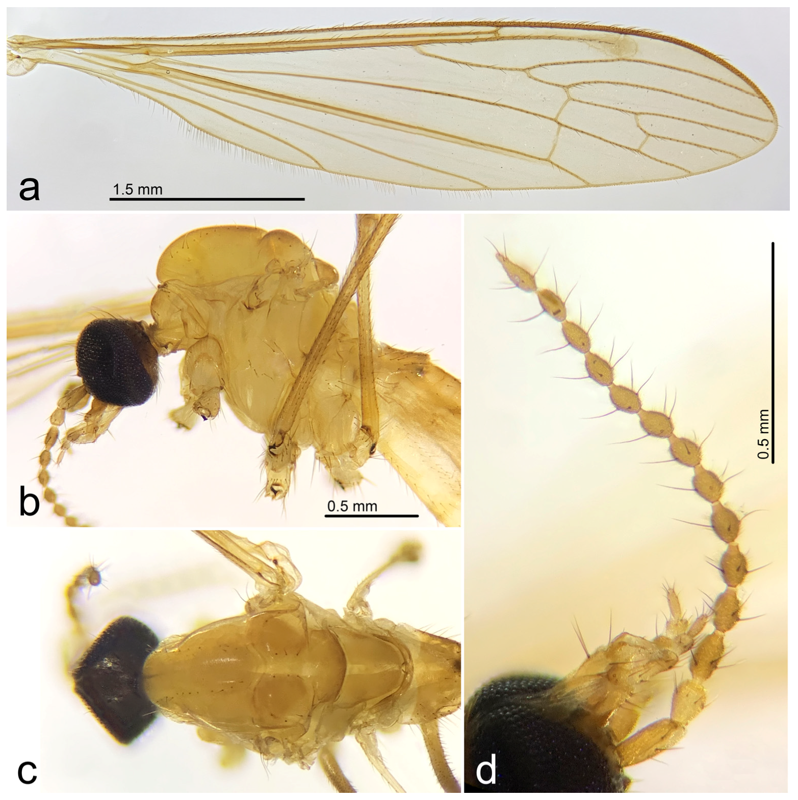Diversity 15 00204 g003