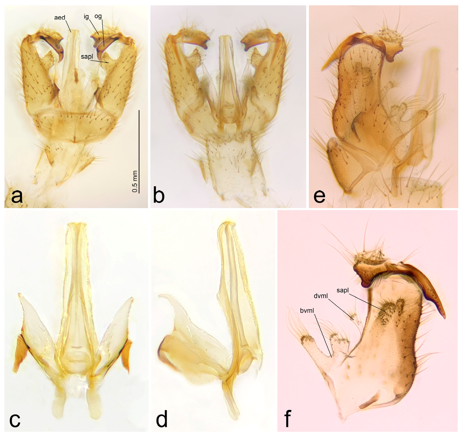 Diversity 15 00204 g004