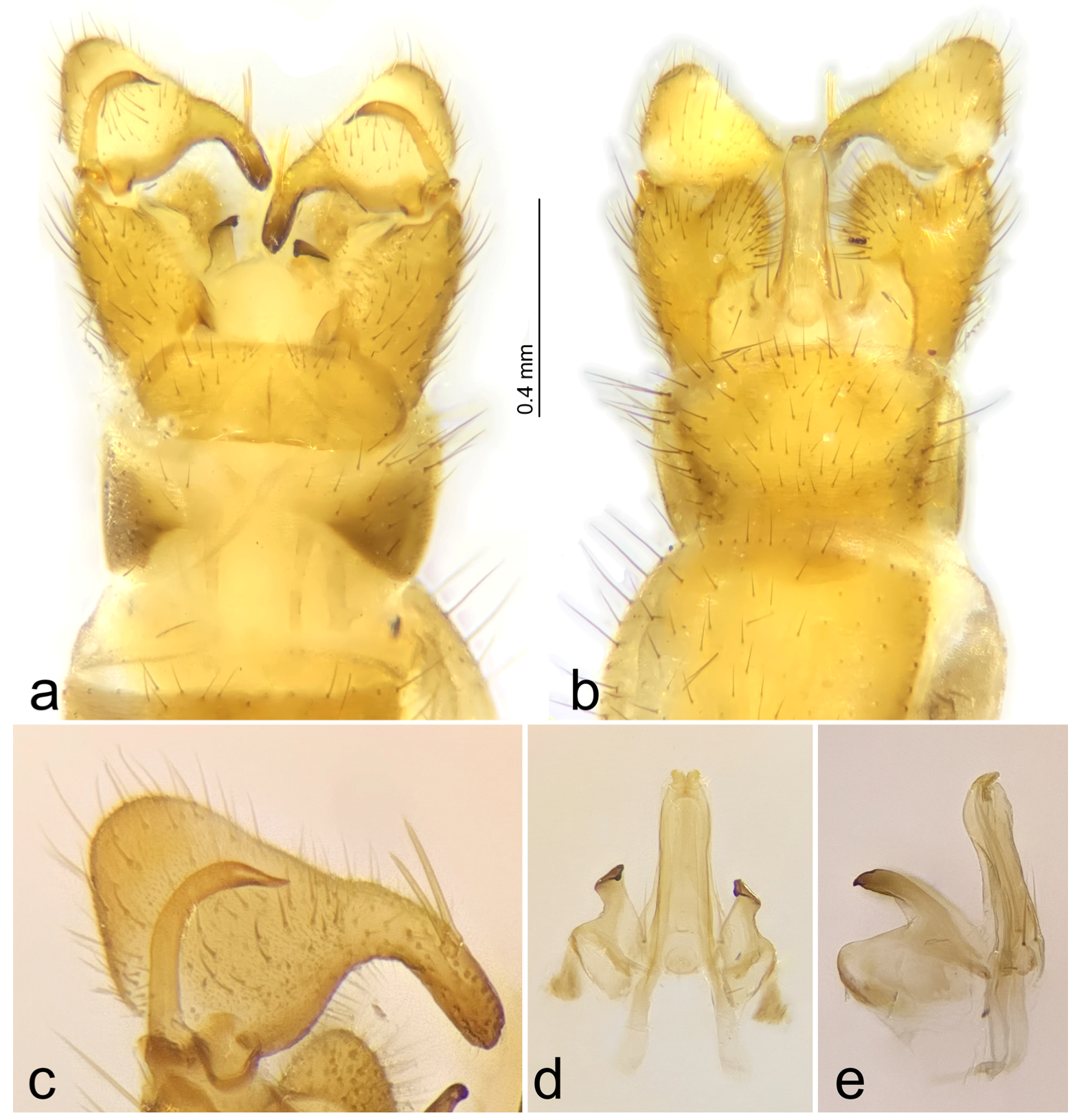 Diversity 15 00204 g006