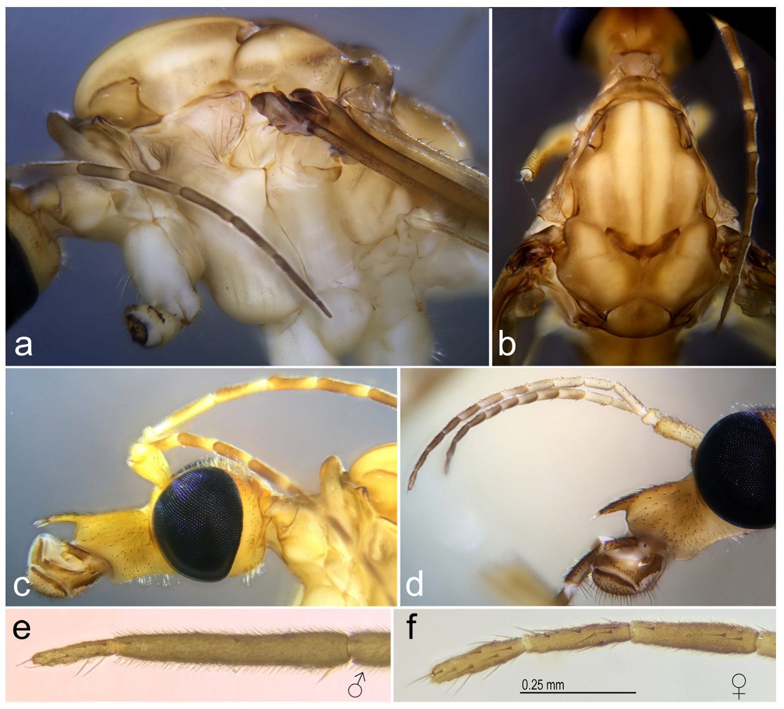 Diversity 15 00204 g007