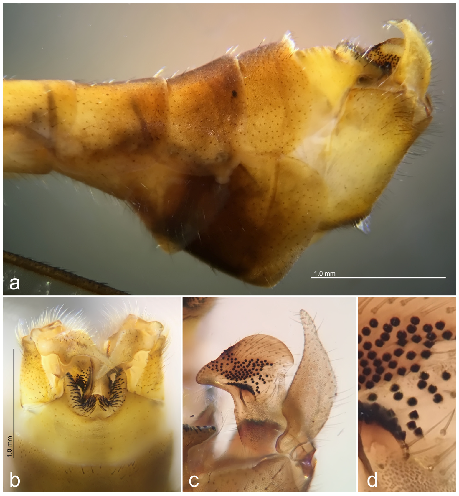 Diversity 15 00204 g009