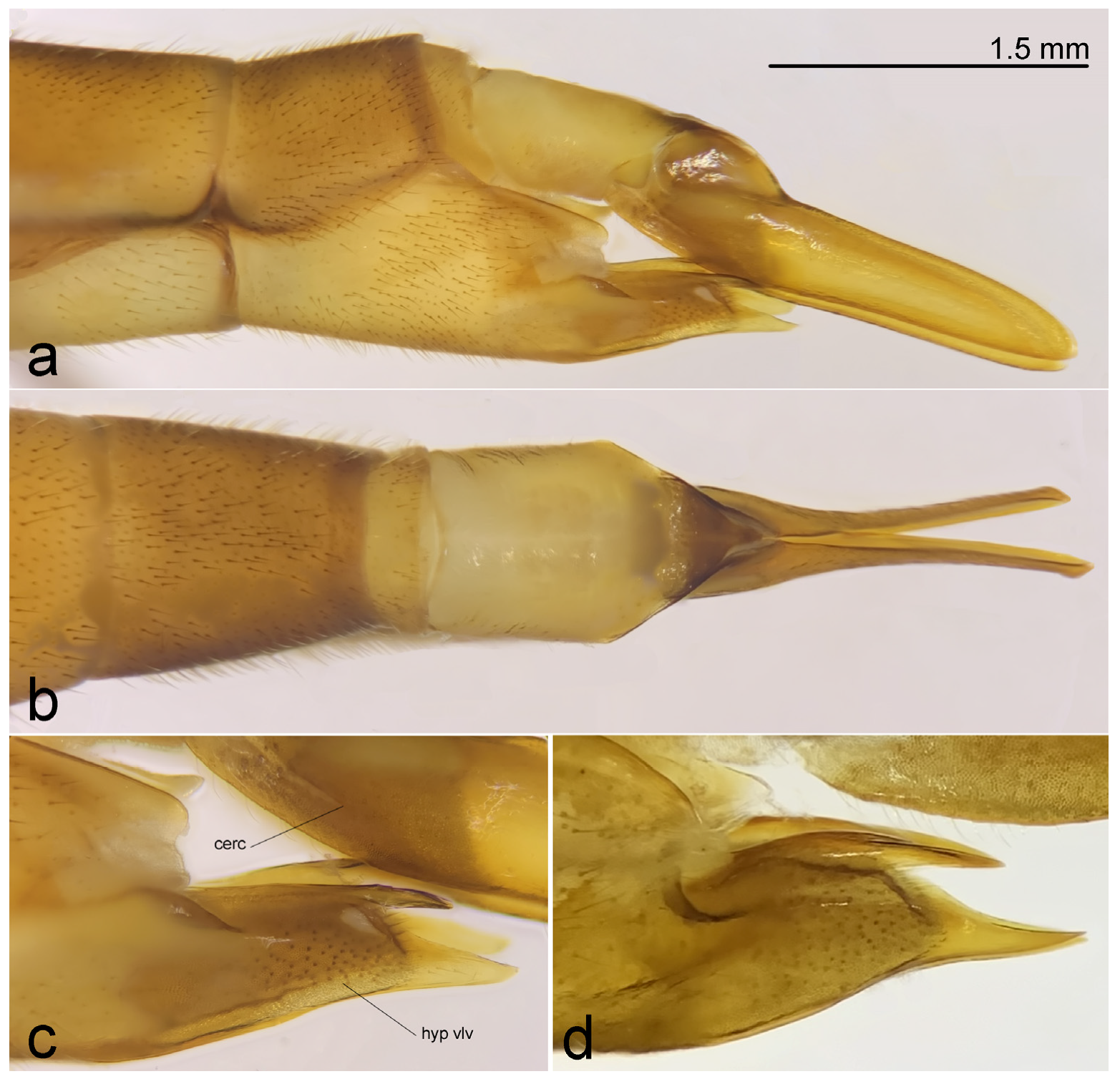 Diversity 15 00204 g010