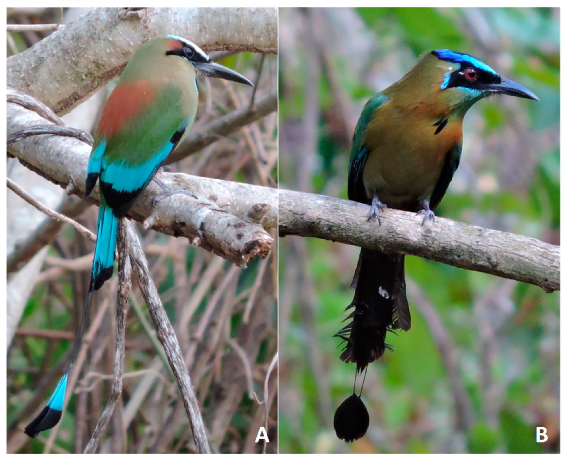 Diversity 15 00208 g001 Diversity 15 00208 g001