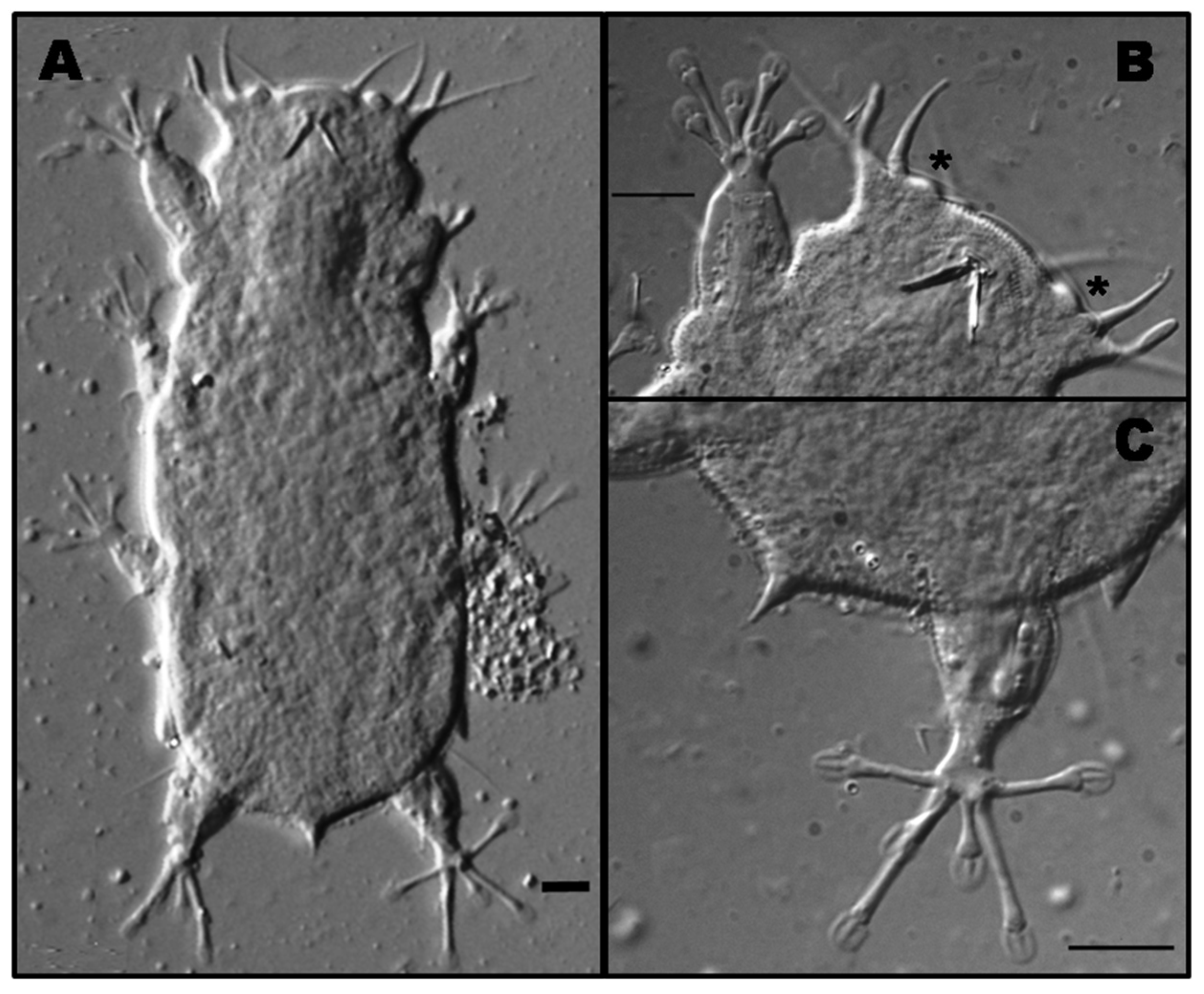 Diversity 15 00210 g002