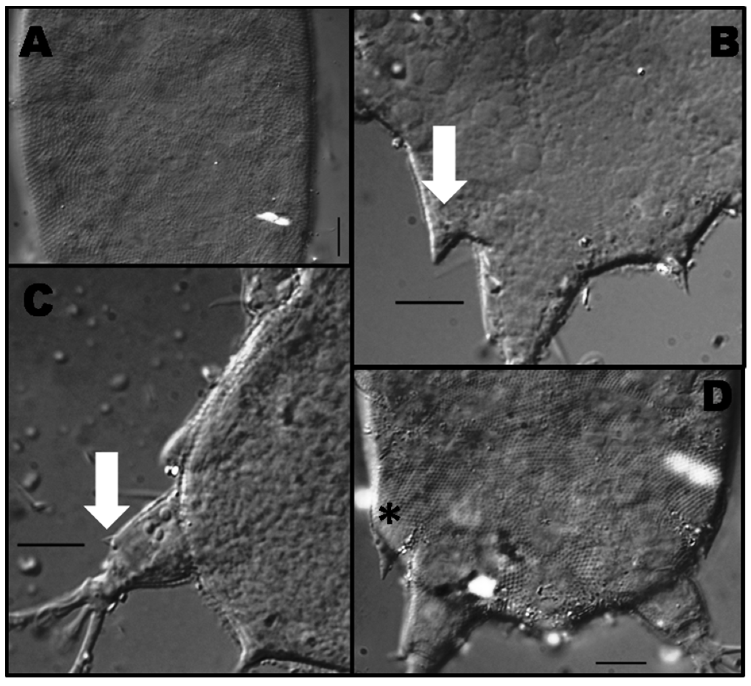 Diversity 15 00210 g003