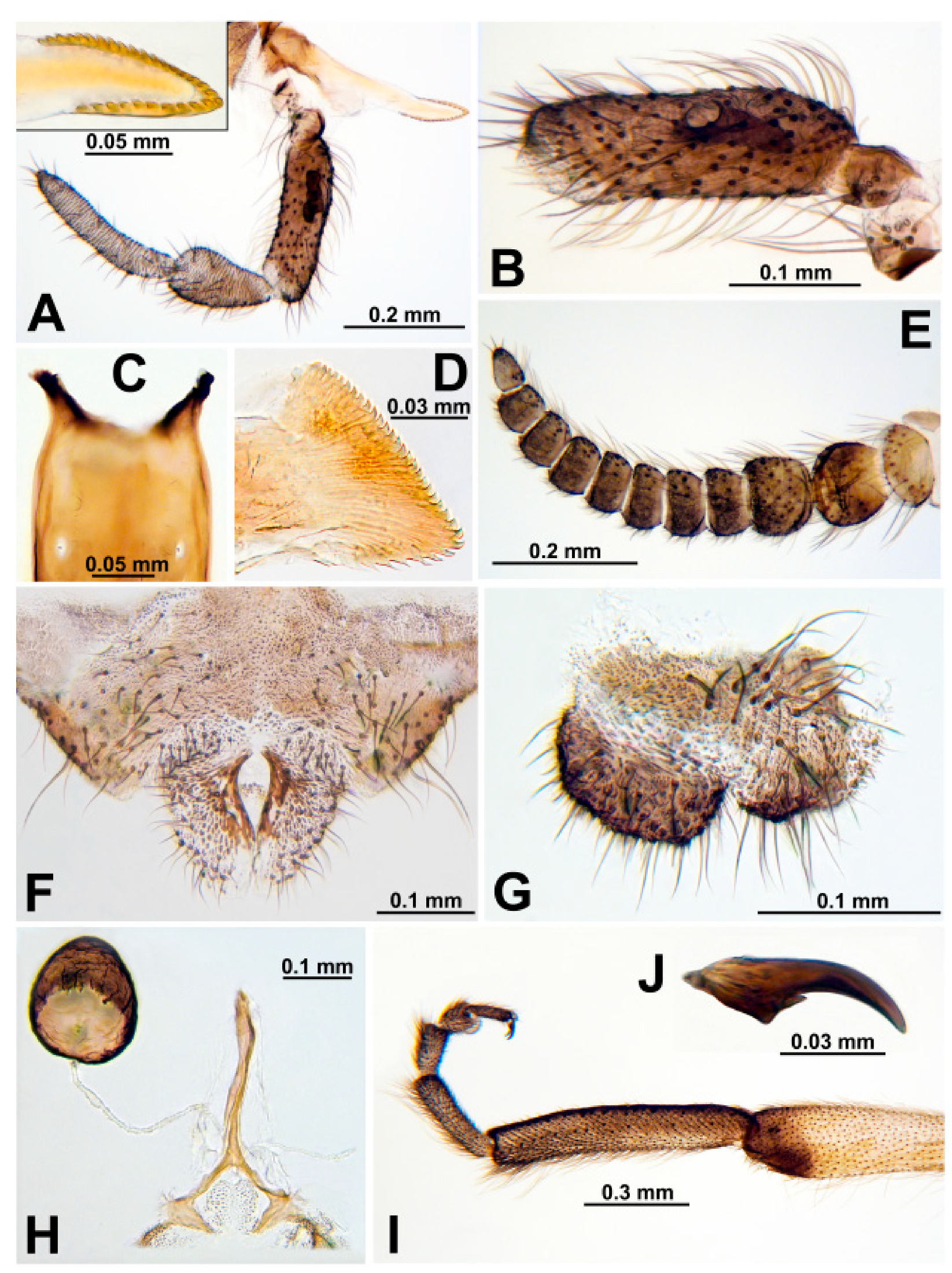 North–South Differentiation of Black Flies in the Western