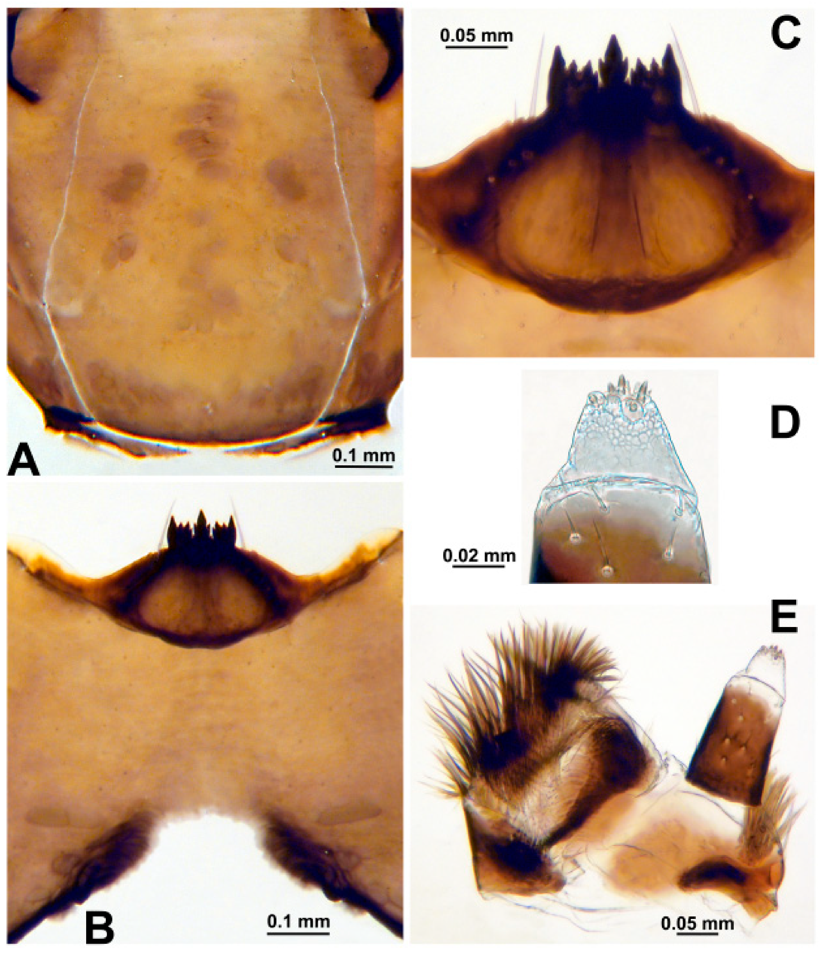 Diversity 15 00212 g008 550